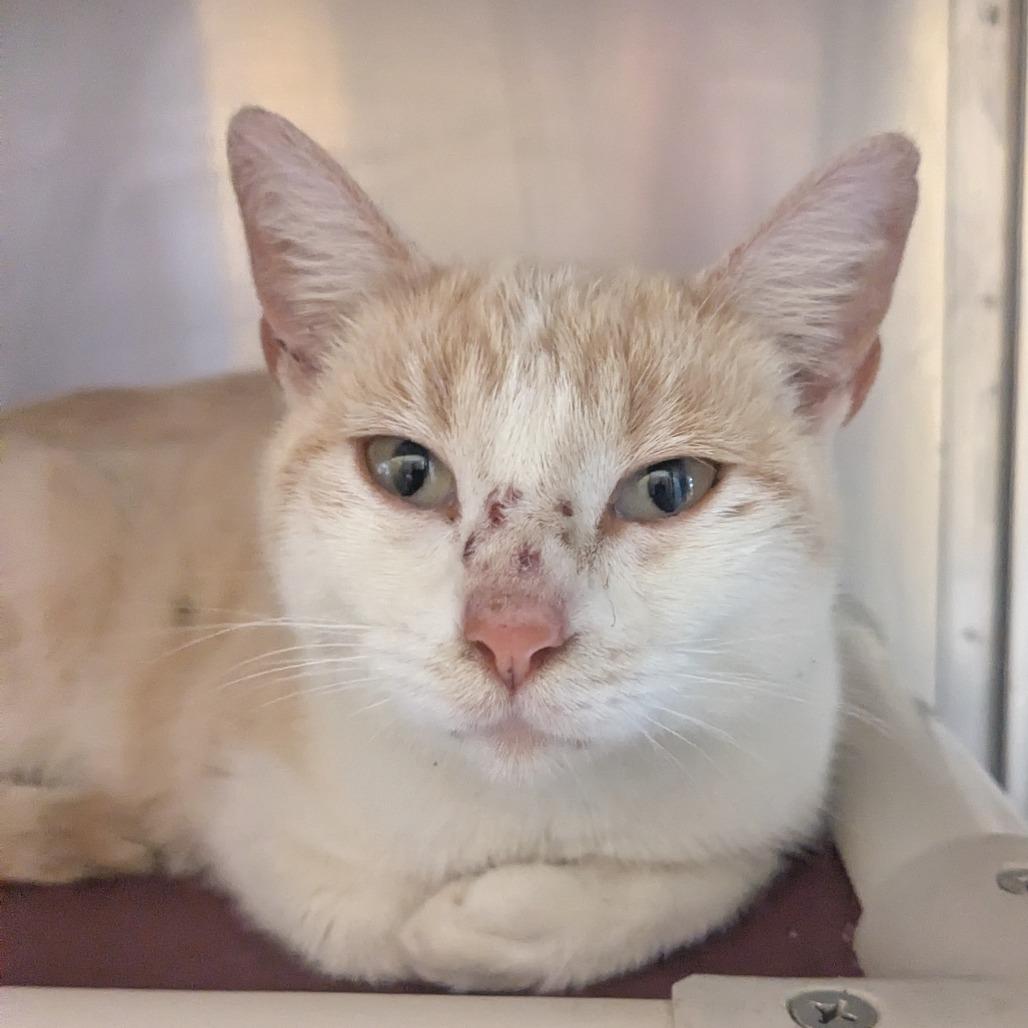 Duchess Honey, Adoptable, Adult Female Domestic Short Hair.
