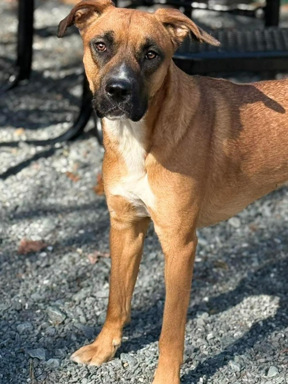 Fergus (aka Gus), a ADOPTABLE mixed breed in Lewisville, NC image 3/5