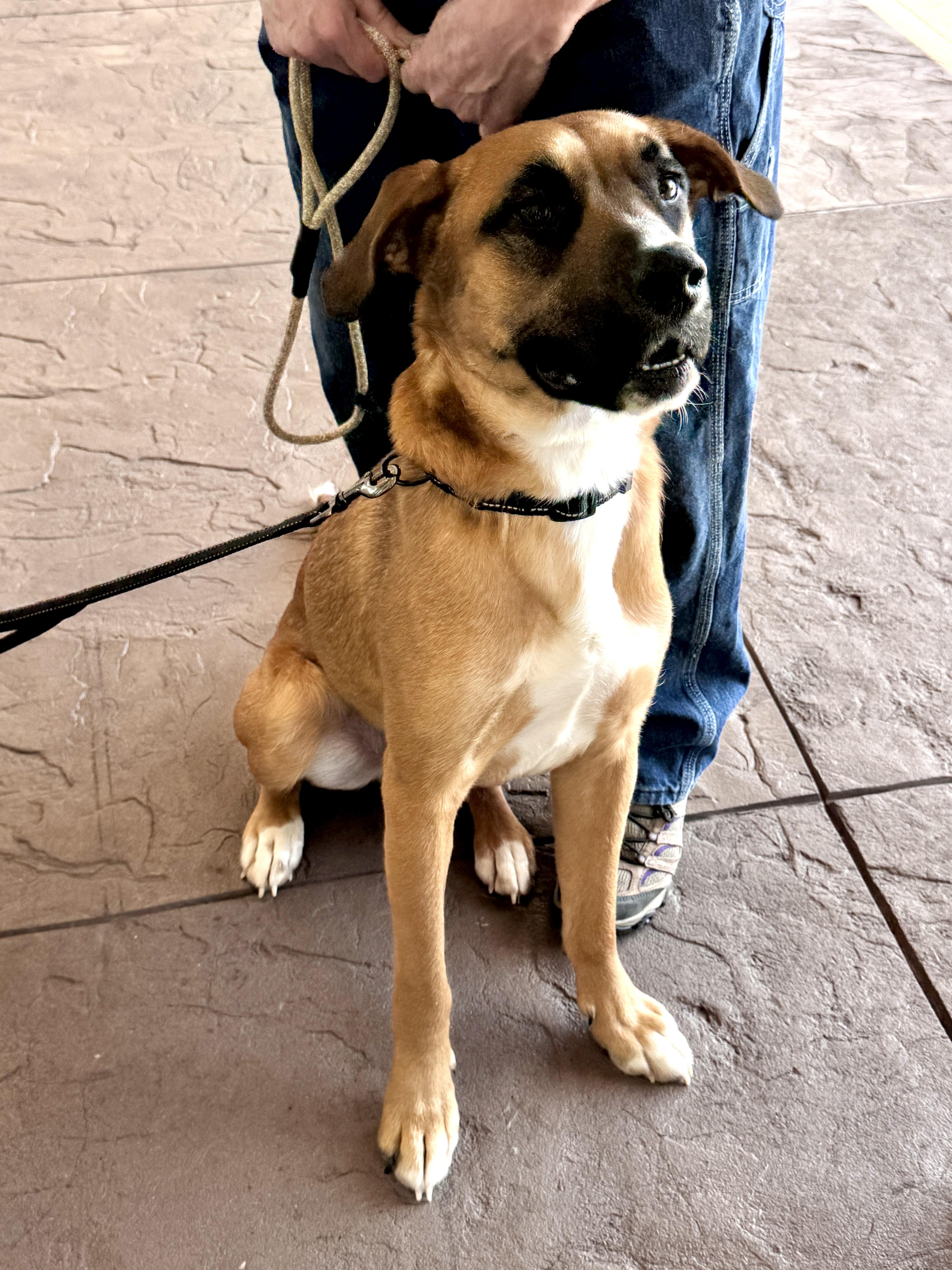 Fergus (aka Gus), a ADOPTABLE mixed breed in Lewisville, NC image 2/5