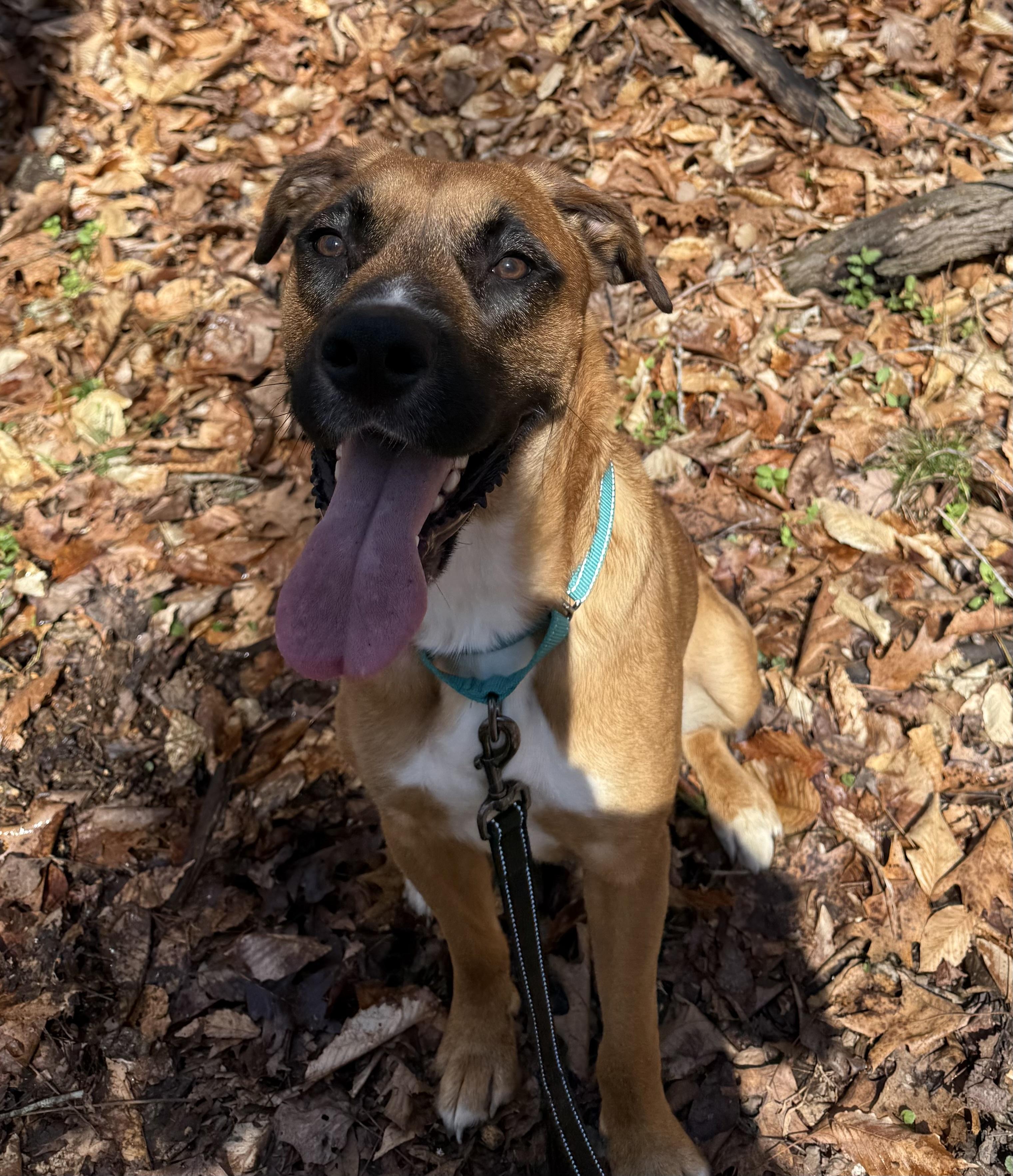 Fergus (aka Gus), a ADOPTABLE mixed breed in Lewisville, NC image 4/5