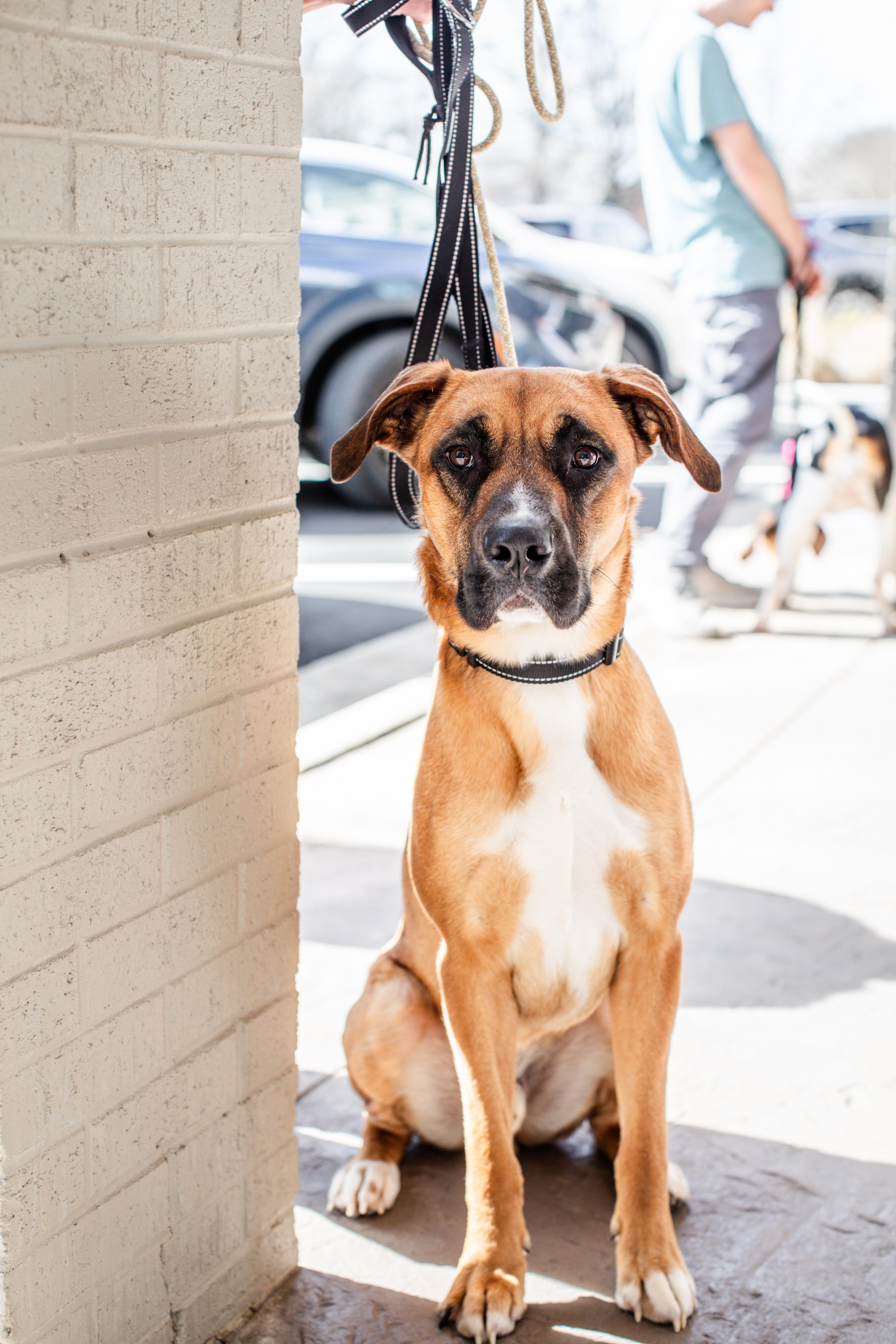 Fergus (aka Gus), a ADOPTABLE mixed breed in Lewisville, NC image 1/5