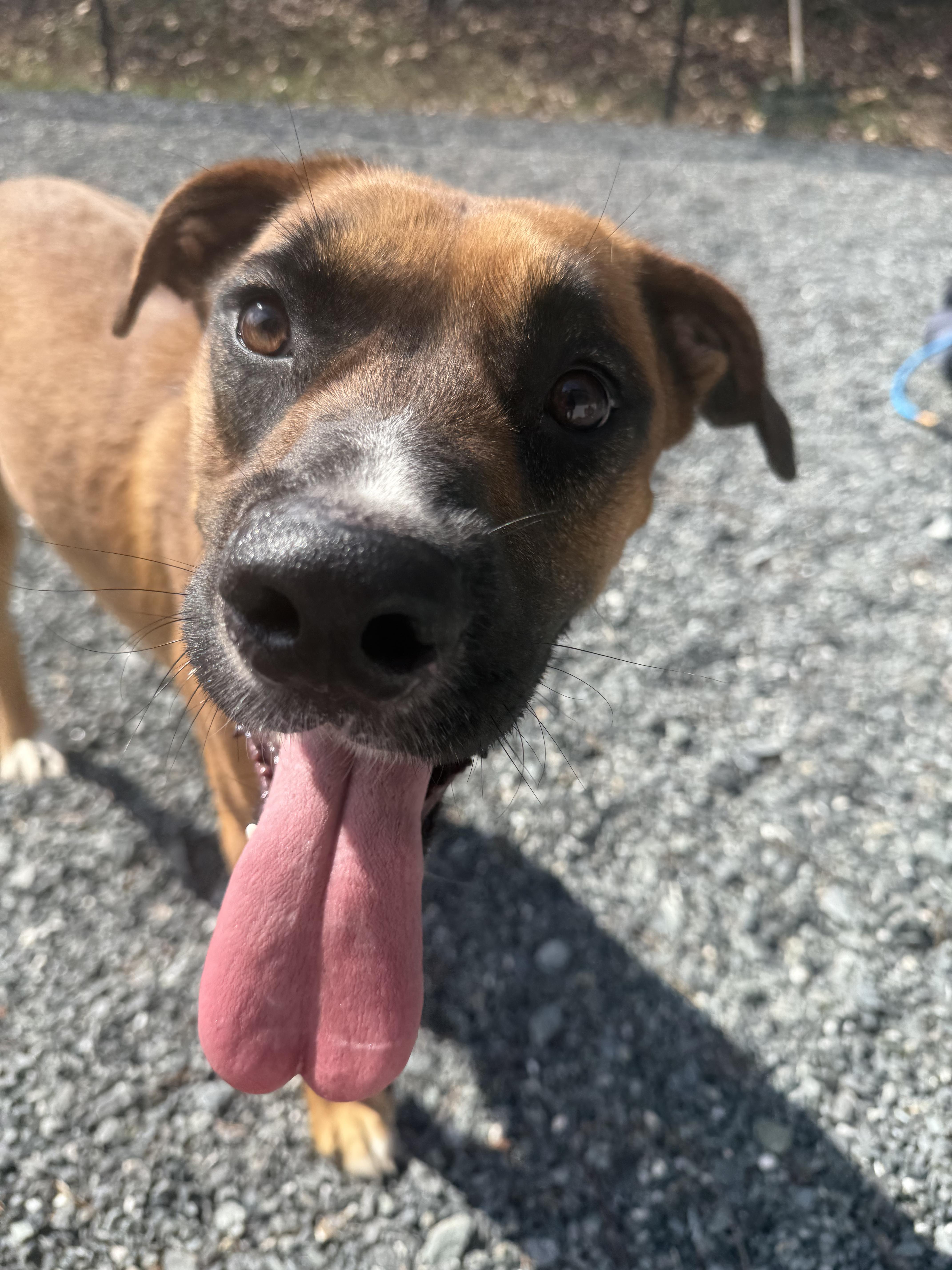 Fergus (aka Gus), a ADOPTABLE mixed breed in Lewisville, NC image 5/5