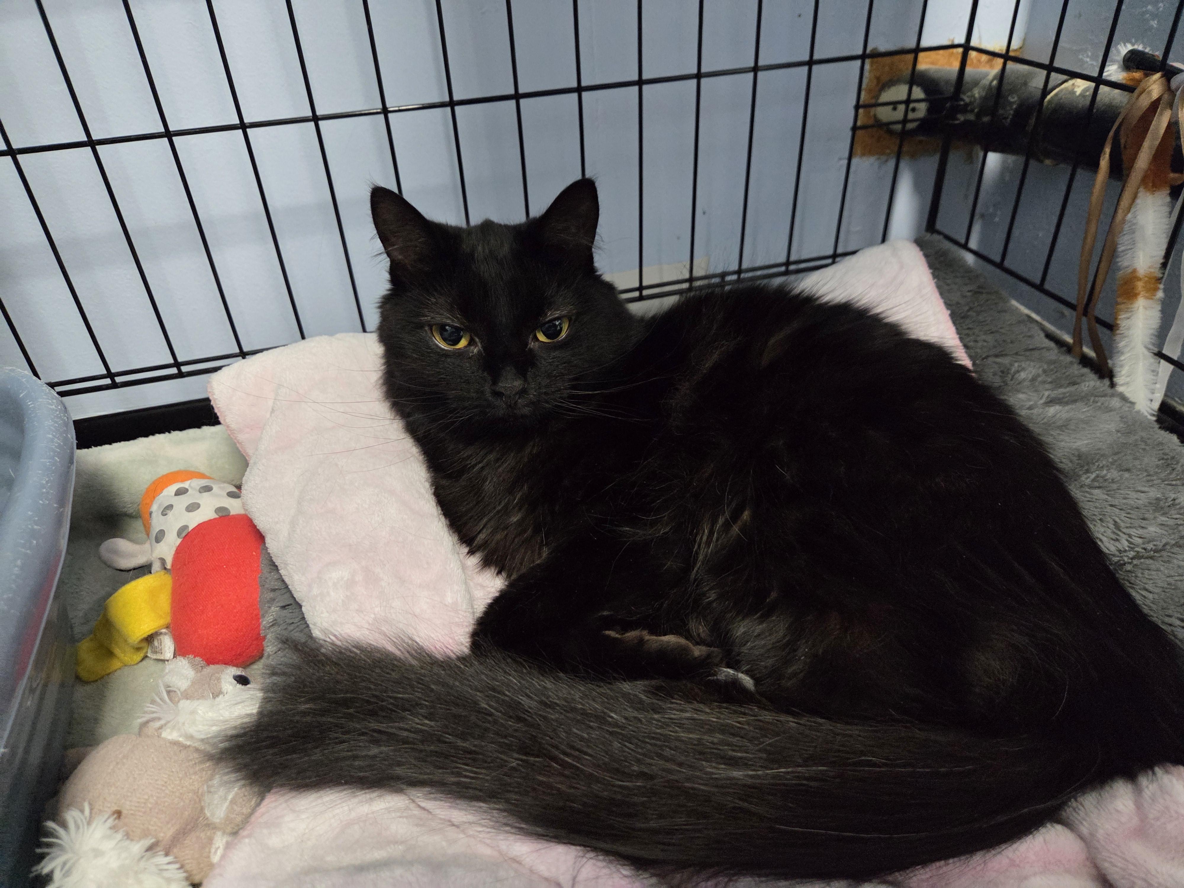 Enlarge Prada, a ADOPTABLE Domestic Long Hair in Brooks, AB image 1/1