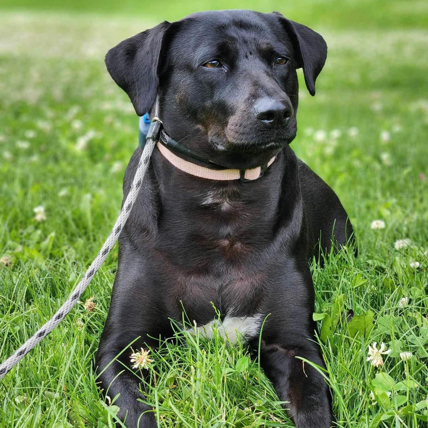 Dog for adoption Polita, a Black Labrador Retriever Mix in Etobicoke