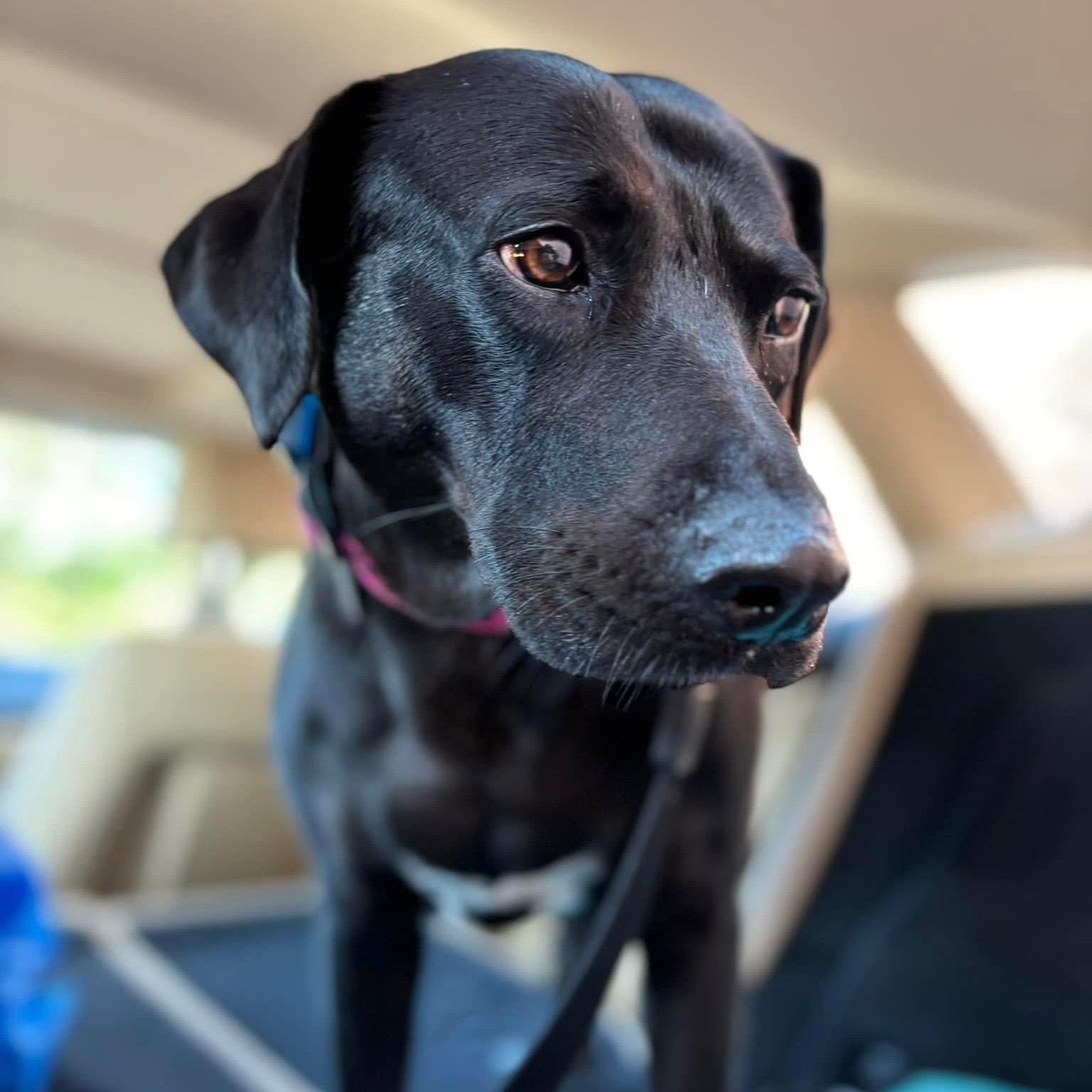 Dog for adoption Polita, a Black Labrador Retriever Mix in Etobicoke