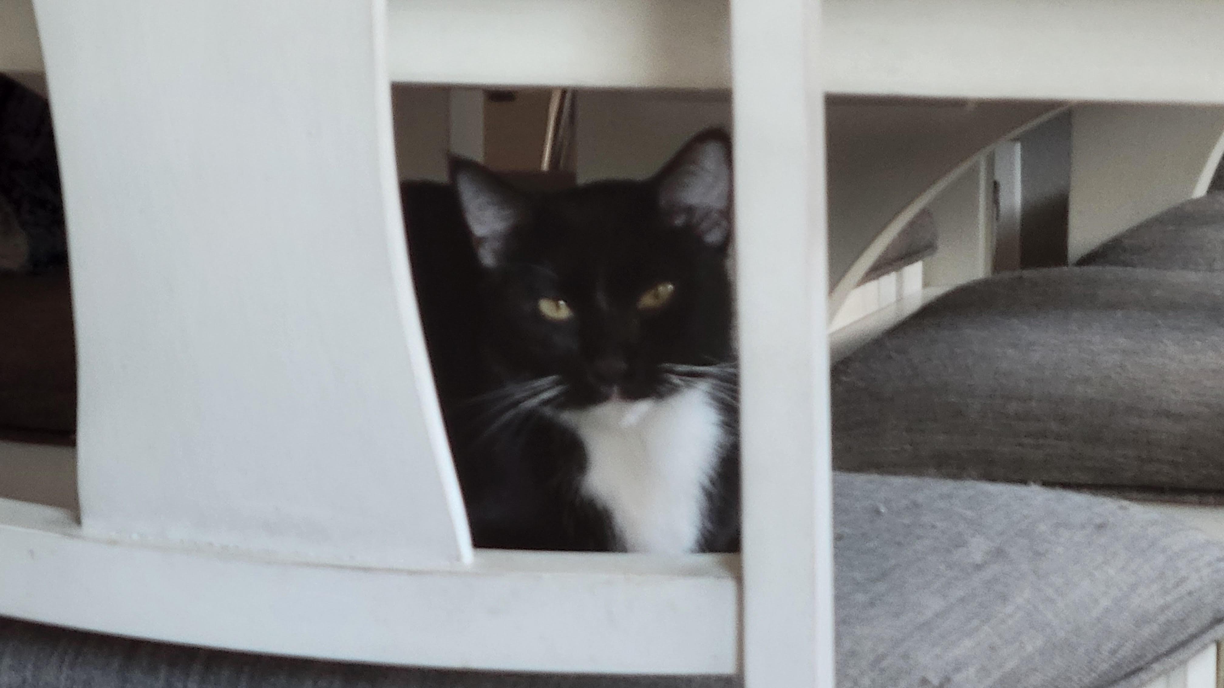Giselle, a Adoptable Domestic Short Hair in Fort Worth, TX image 3/6