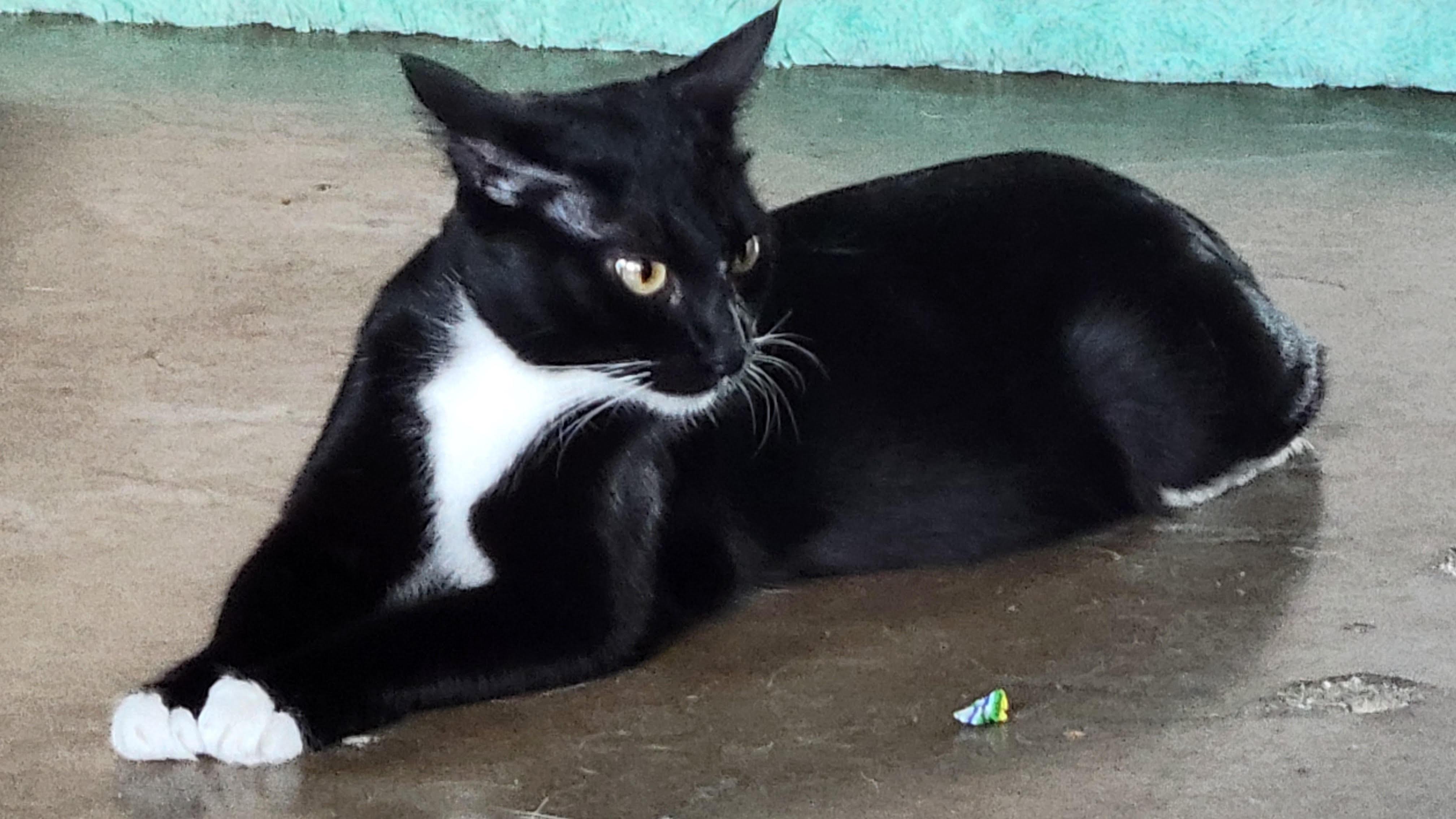Giselle, a Adoptable Domestic Short Hair in Fort Worth, TX image 5/6
