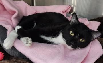 Giselle, a Adoptable Domestic Short Hair in Fort Worth, TX image 2/6