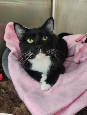 Giselle, Adoptable, Adult Female Domestic Short Hair.