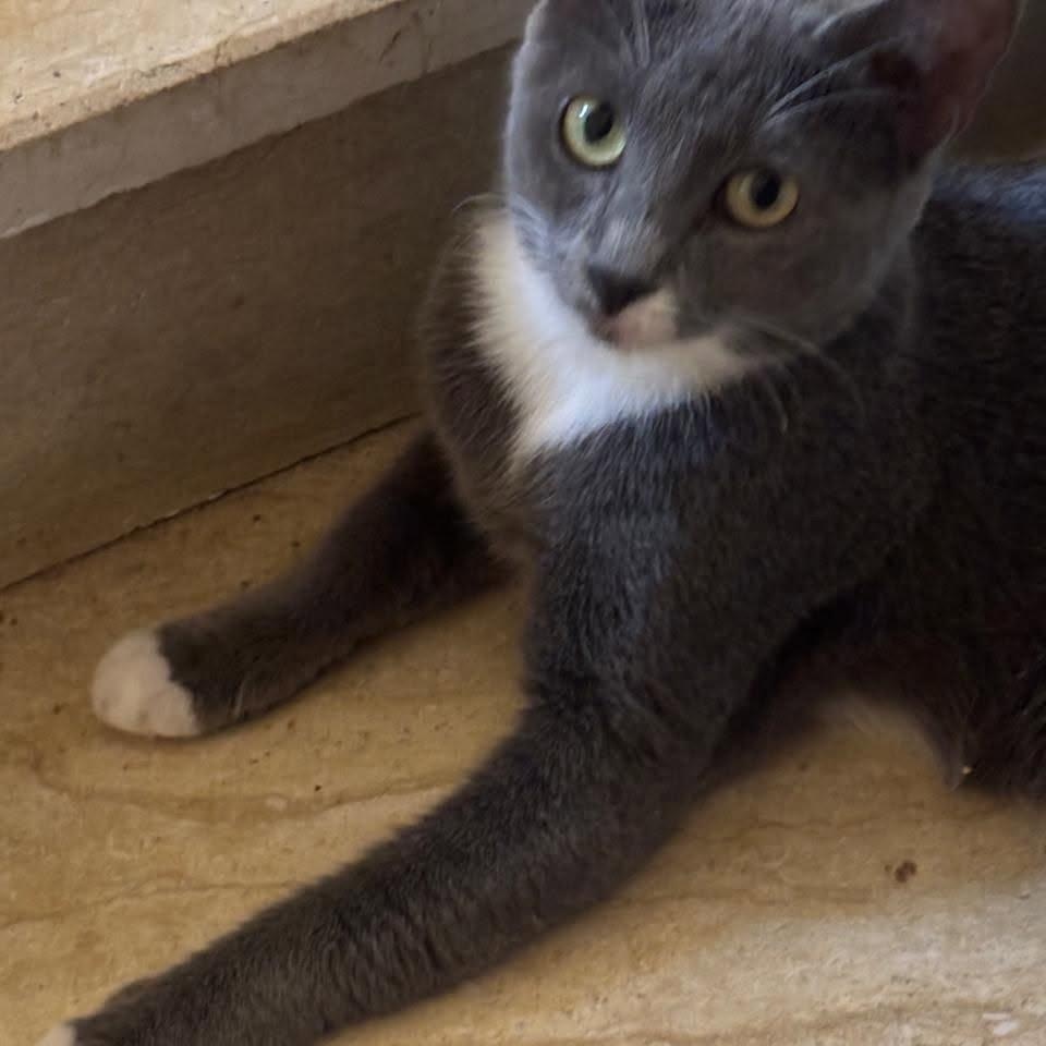 Enlarge Denver (m) 2yrs old smoke grey, a Adoptable mixed breed in Ottawa, ON image 2/4