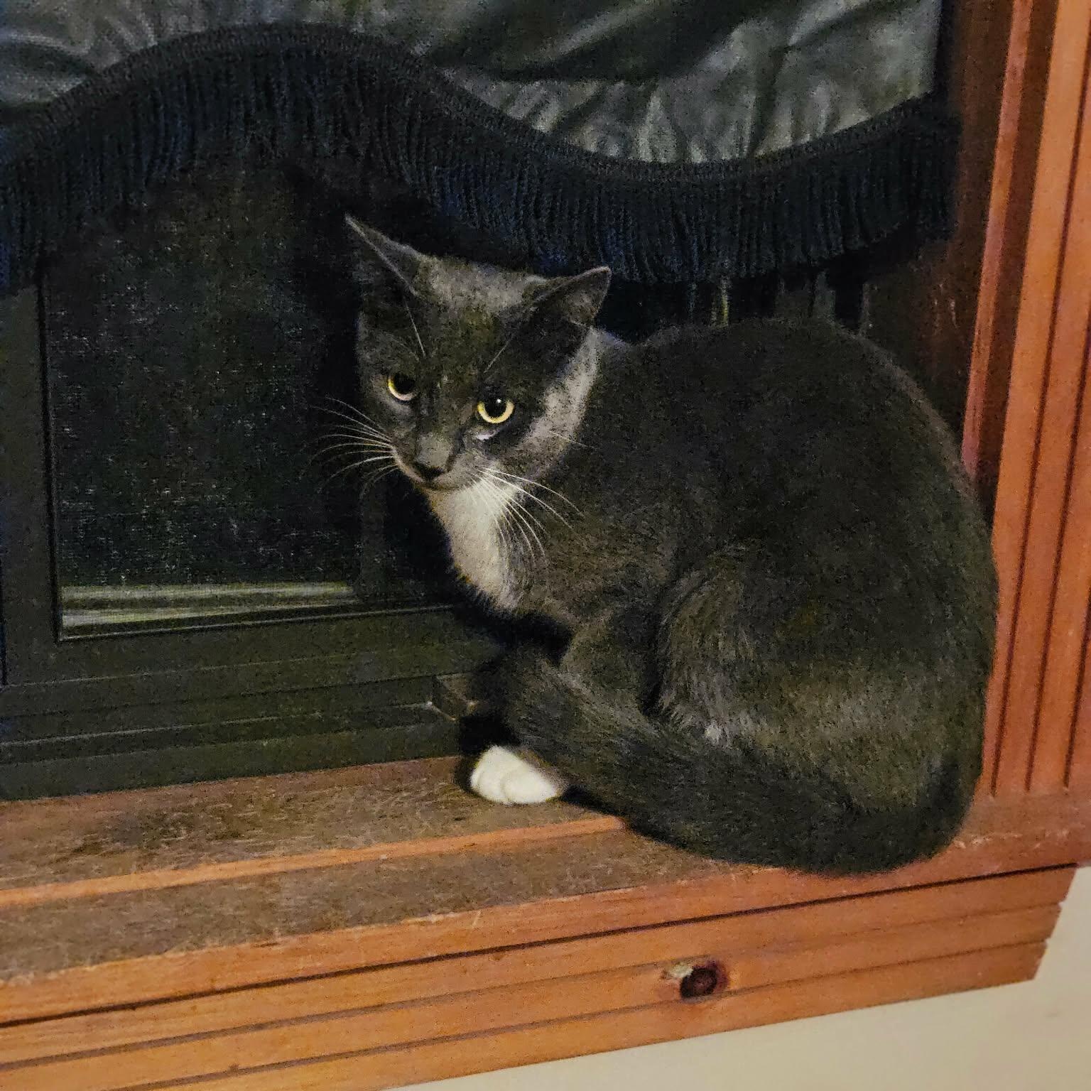 Enlarge Denver (m) 2yrs old smoke grey, a Adoptable mixed breed in Ottawa, ON image 4/4
