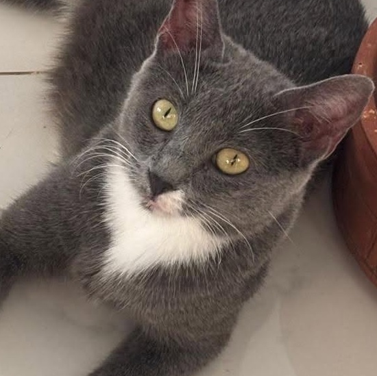 Denver (m) 2yrs old smoke grey, Adoptable, Adult Male Domestic Short Hair & Russian Blue.