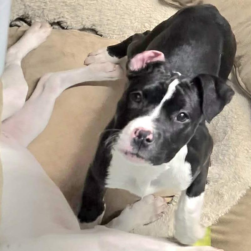 Purdy, Adoptable, Puppy Female American Staffordshire Terrier & Boxer.