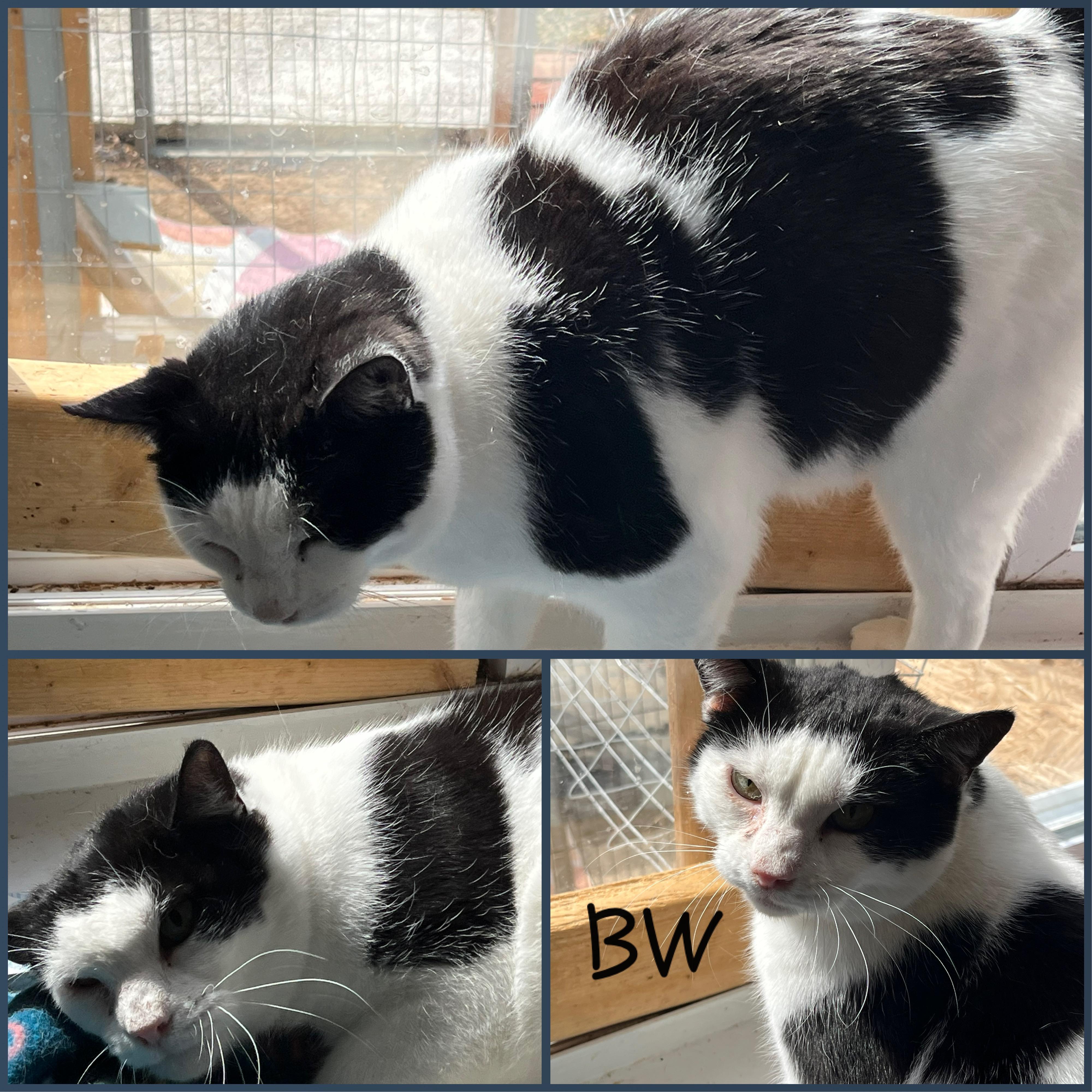 BW, Adoptable, Adult Male Domestic Short Hair.