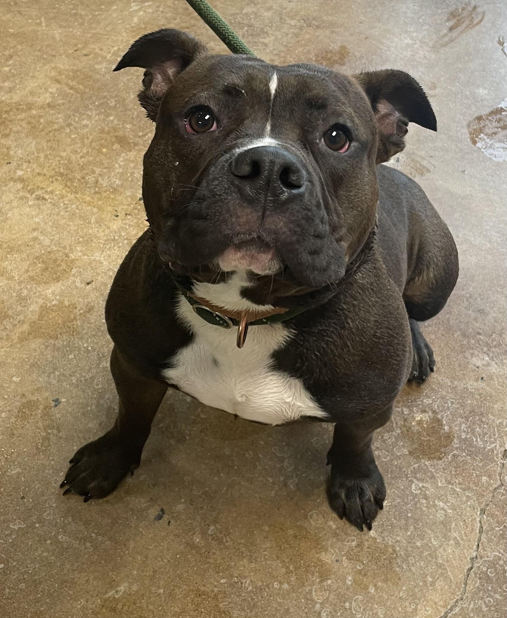 River, Adoptable, Young Male Pit Bull Terrier.