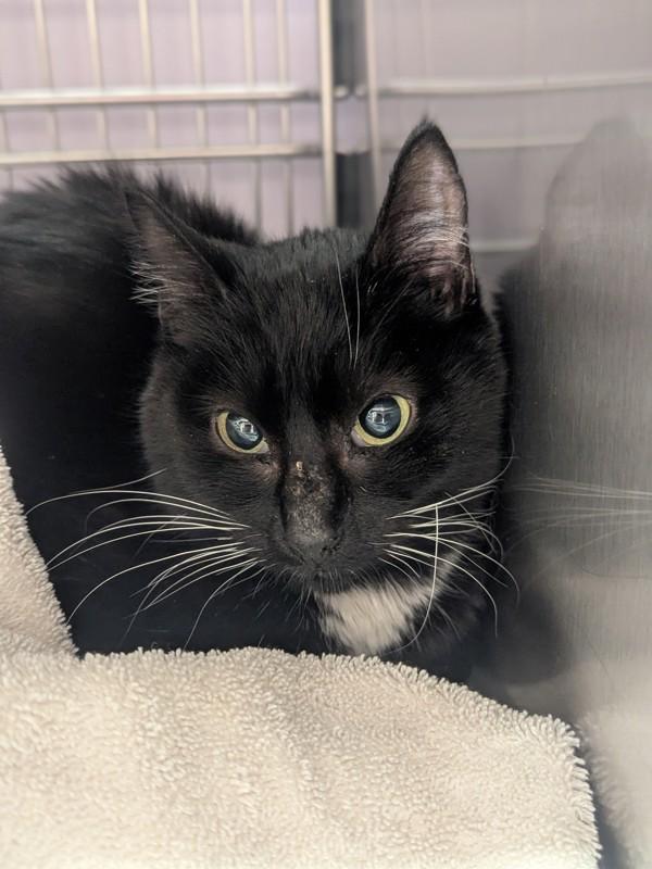 Bon Bon - Barn Cat, Adoptable, Adult Female Domestic Short Hair.