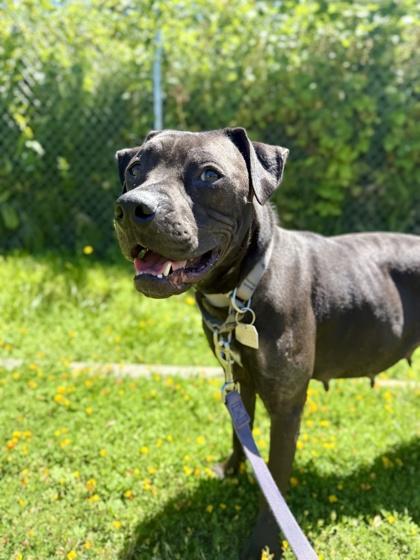 Enlarge Espresso, a ADOPTABLE mixed breed in Roseburg, OR image 1/1