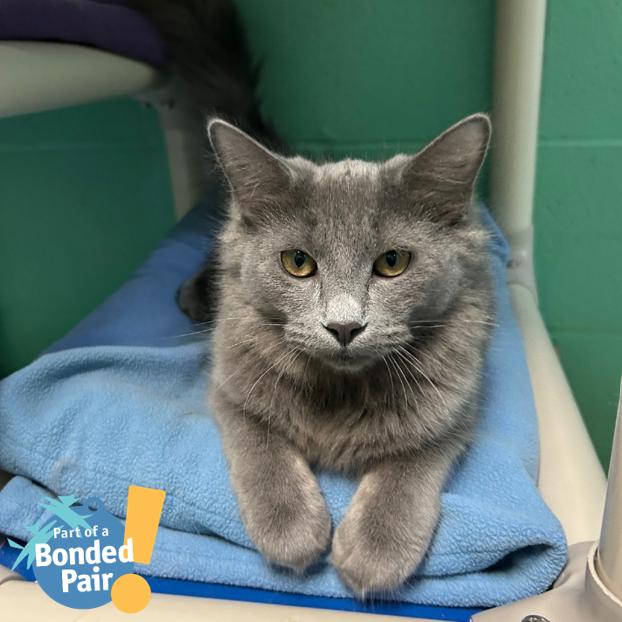 Pager, Adoptable, Young Female Domestic Medium Hair.