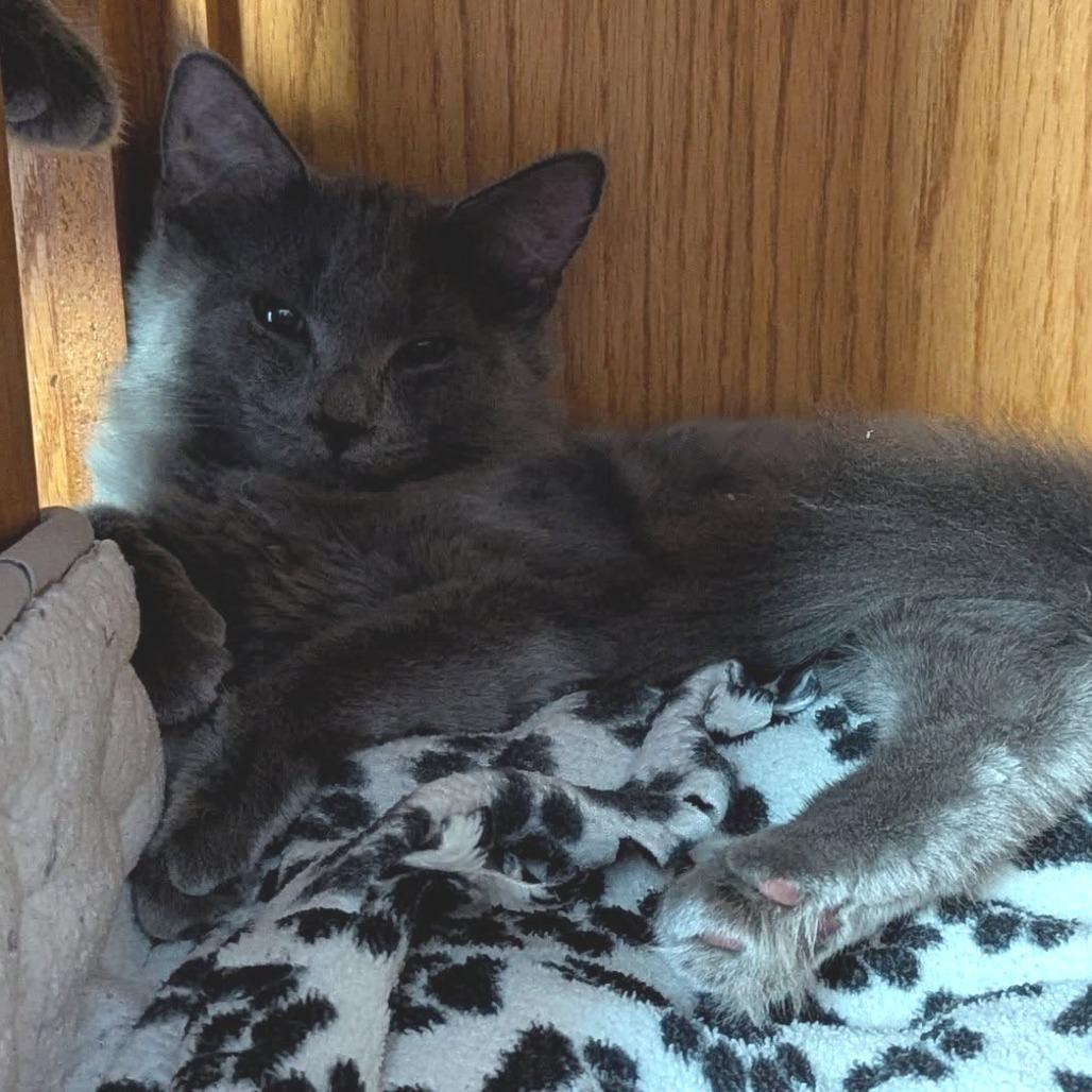 Enlarge Pager, a Adoptable Domestic Medium Hair in Pittsburgh, PA image 2/2