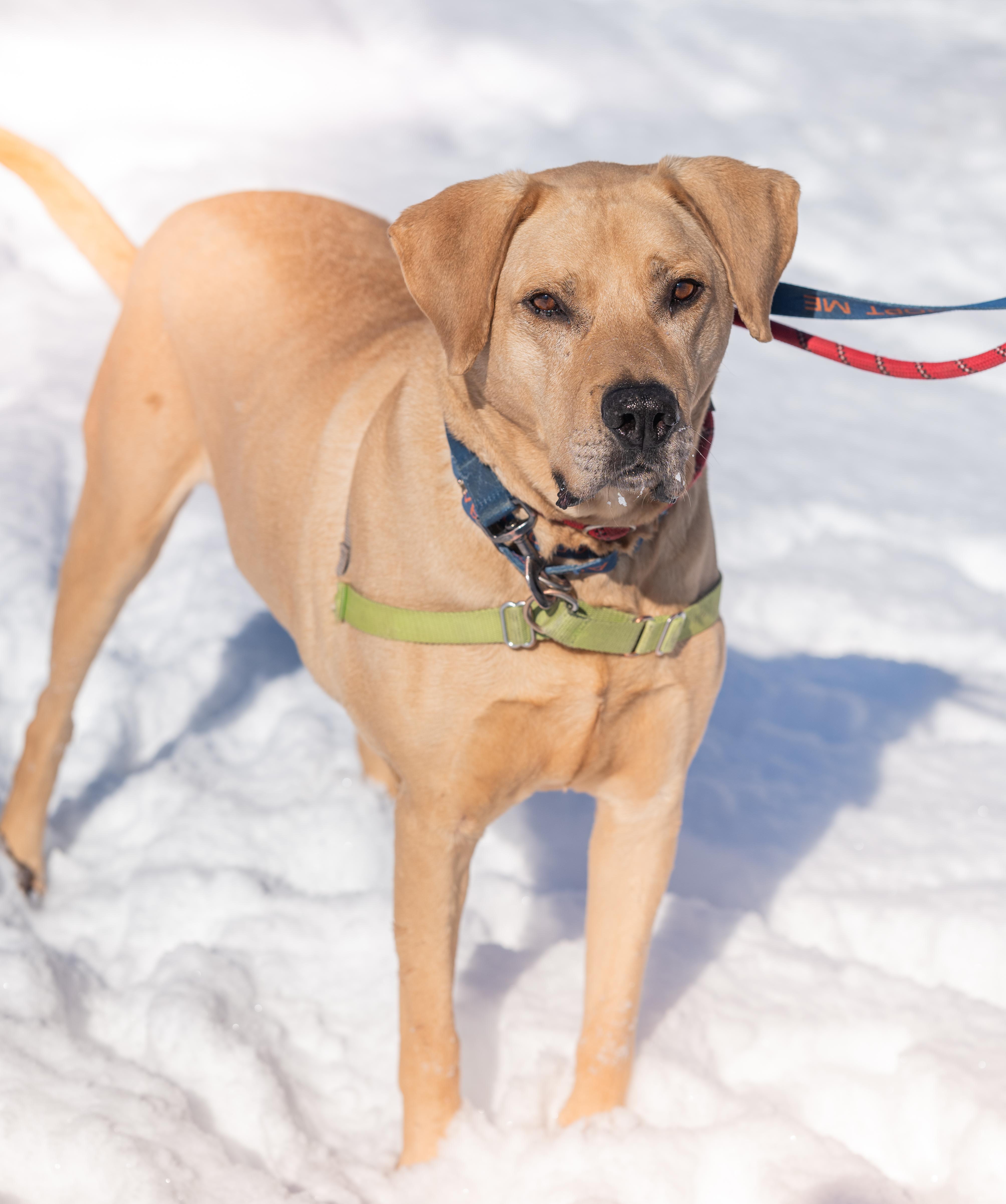 Mikey, a Adoptable Yellow Labrador Retriever in Pueblo, CO image 3/4