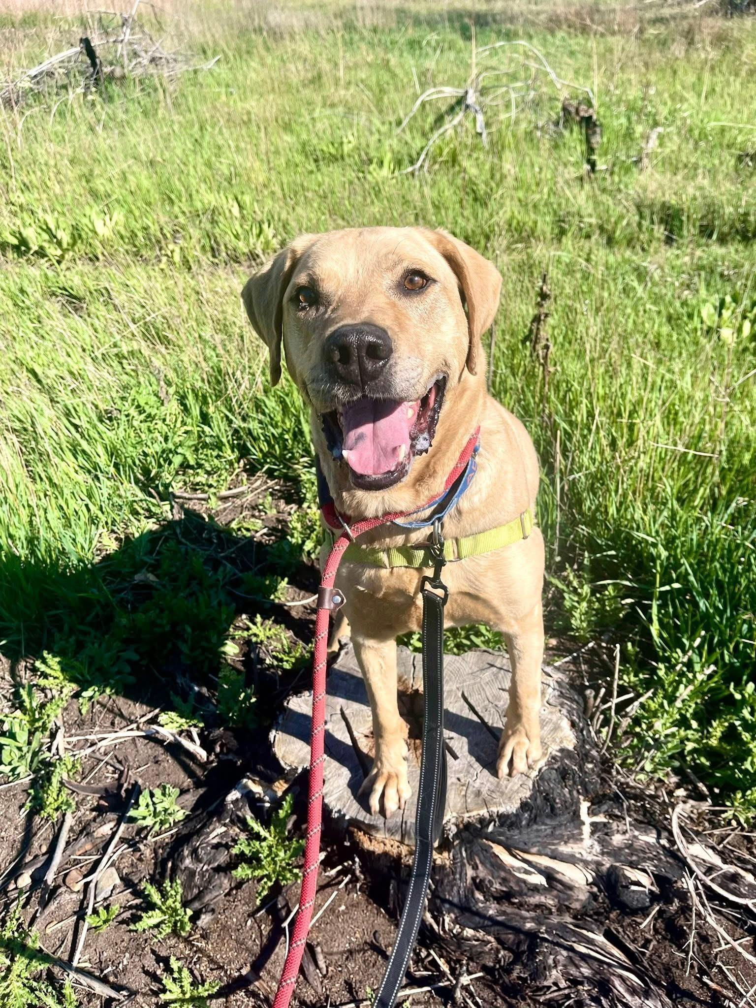 Mikey, Senior Male Yellow Labrador Retriever