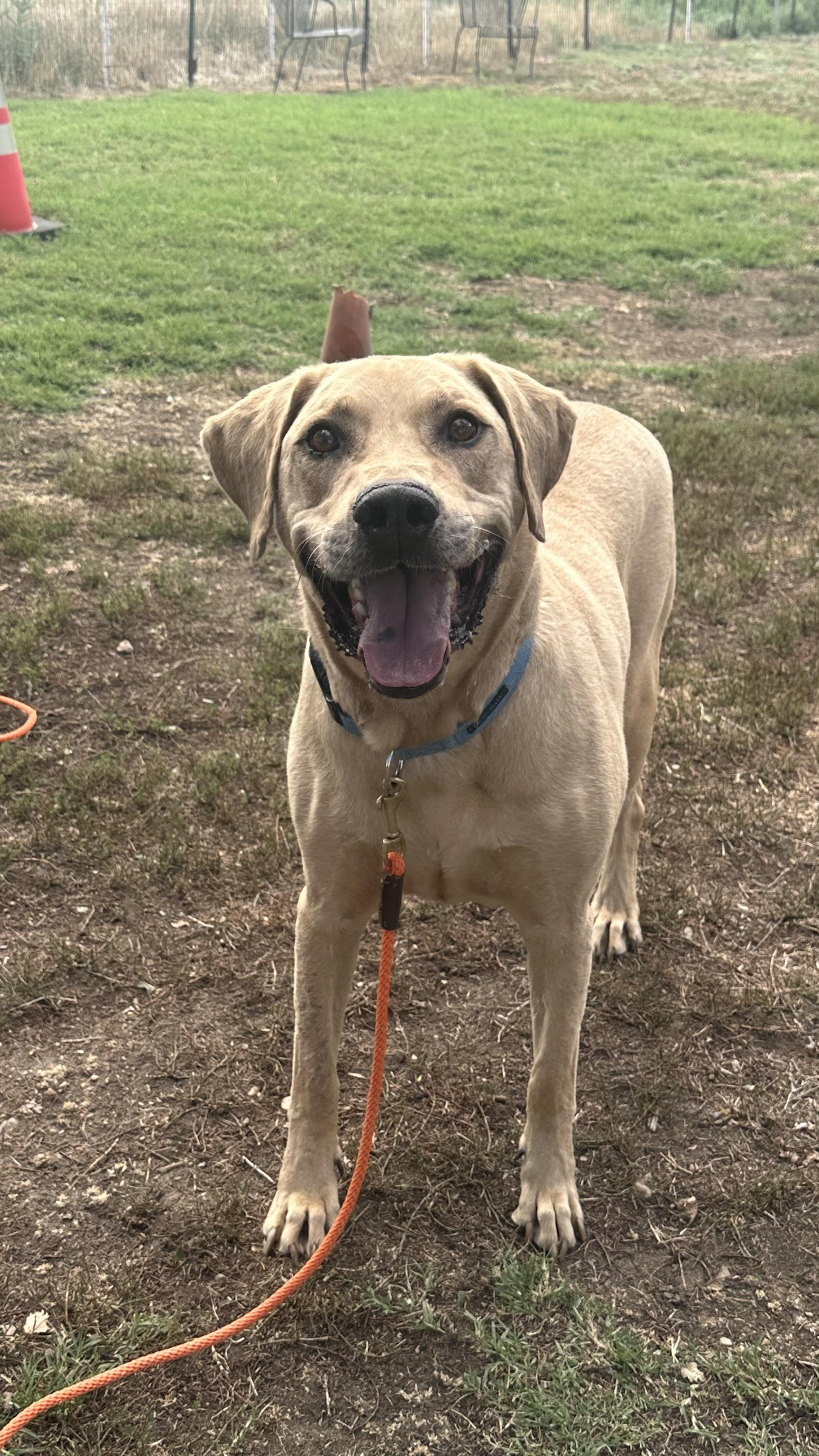 Mikey, an adoptable Yellow Labrador Retriever in Pueblo, CO, 81001 | Photo Image 4