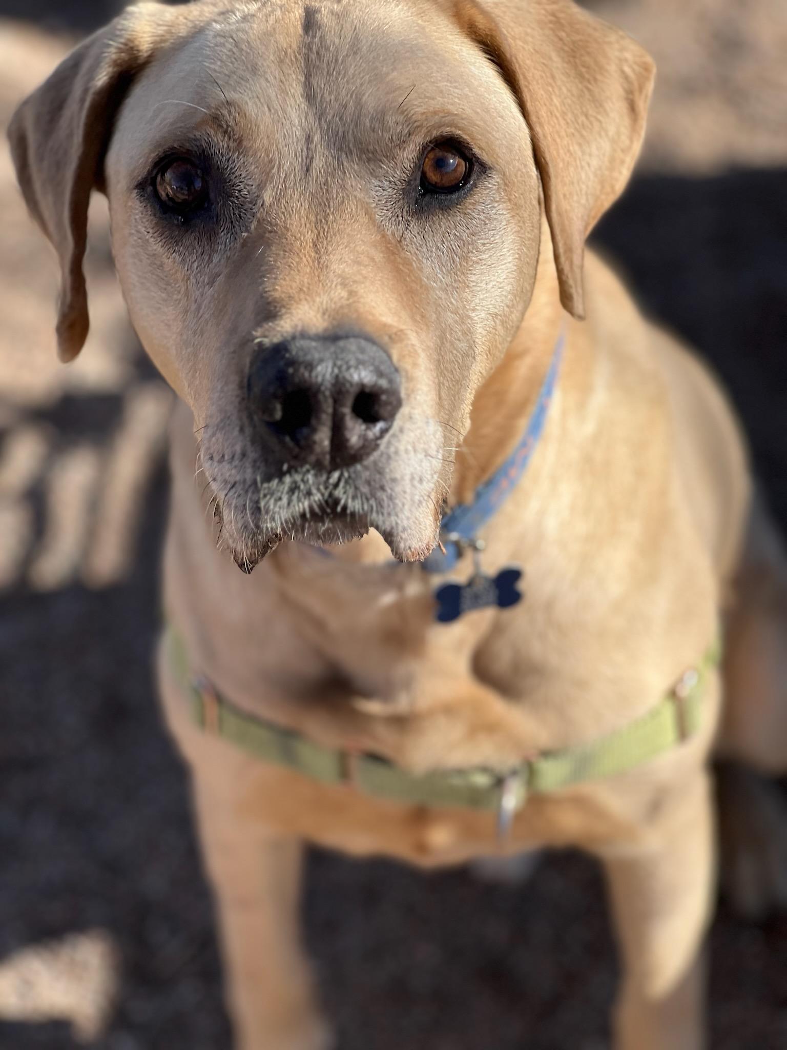Enlarge Mikey, a Adoptable Yellow Labrador Retriever in Pueblo, CO image 6/6