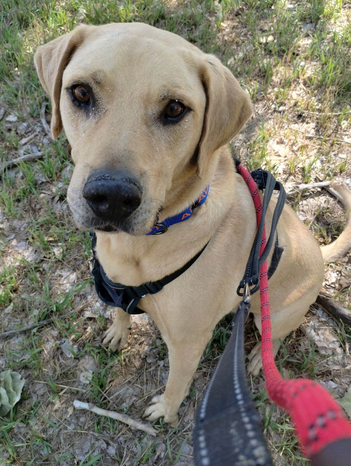 Mikey, a Adoptable Yellow Labrador Retriever in Pueblo, CO image 2/4