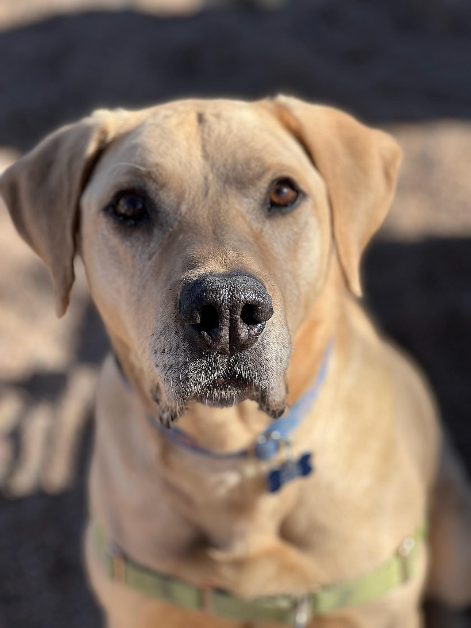 Enlarge Mikey, a Adoptable Yellow Labrador Retriever in Pueblo, CO image 1/6