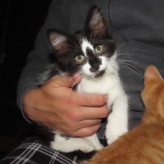 Romano, Baby Male Domestic Long Hair
