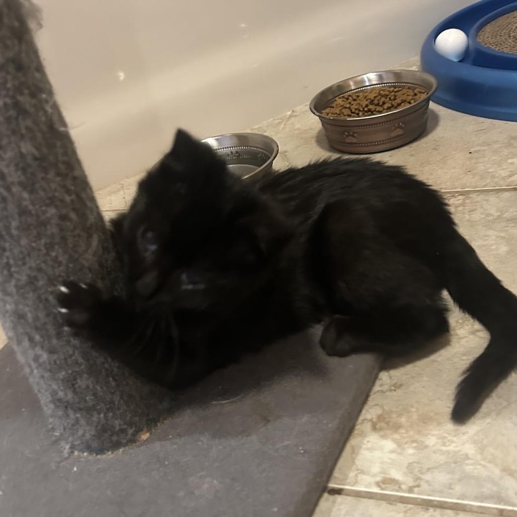 Stinky Pete — thumbnail 4