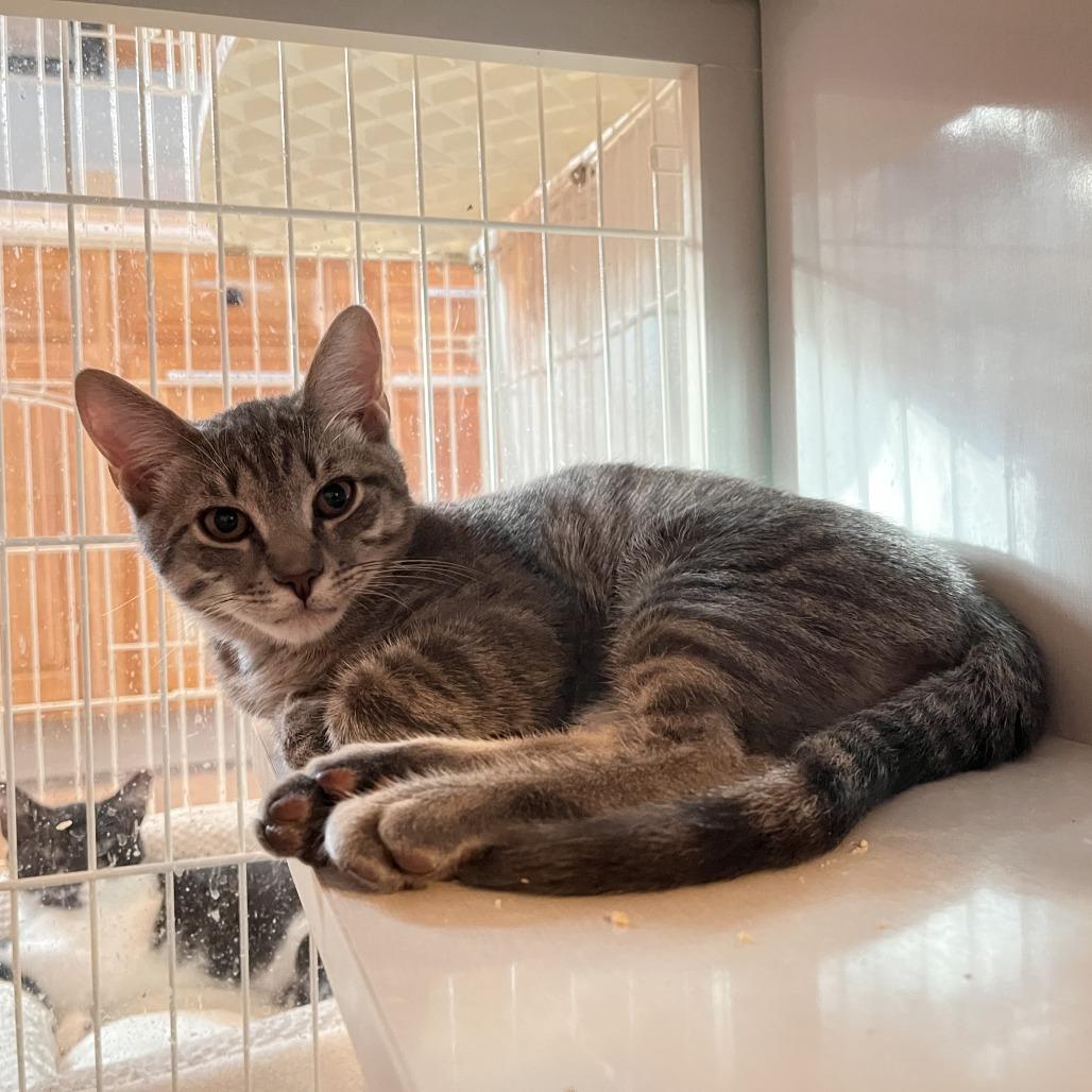 Jazzy Jeff, Adoptable, Kitten Male Domestic Short Hair.