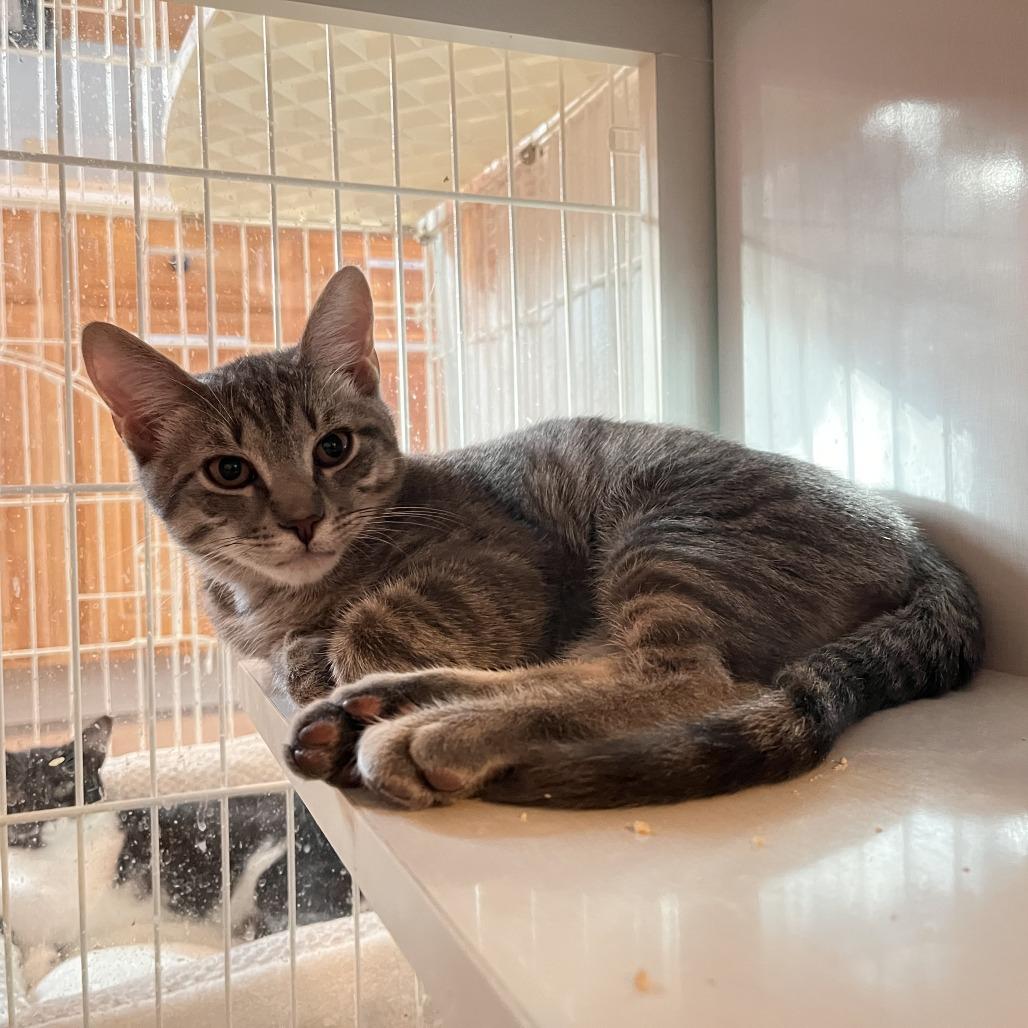Enlarge Jazzy Jeff, a Adoptable Domestic Short Hair in Salisbury, MA image 2/3