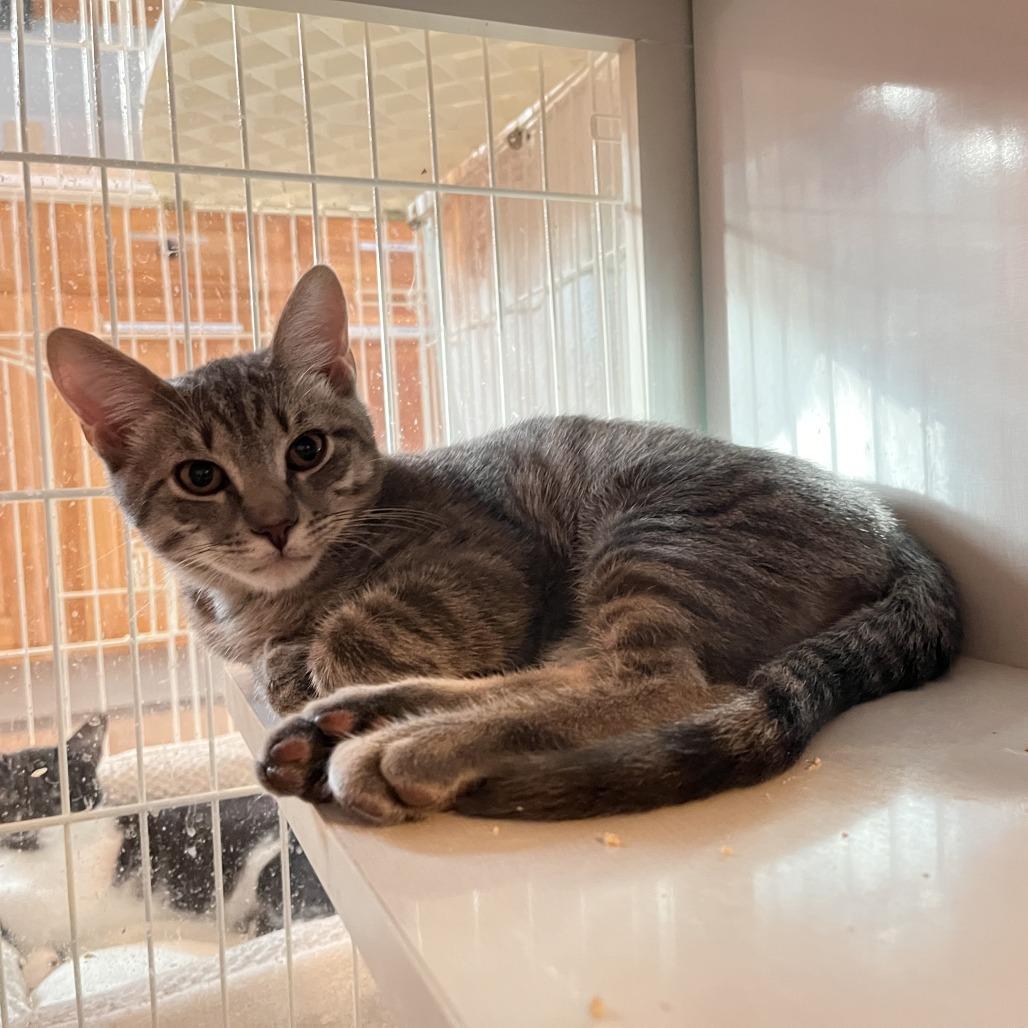 Enlarge Jazzy Jeff, a Adoptable Domestic Short Hair in Salisbury, MA image 3/3