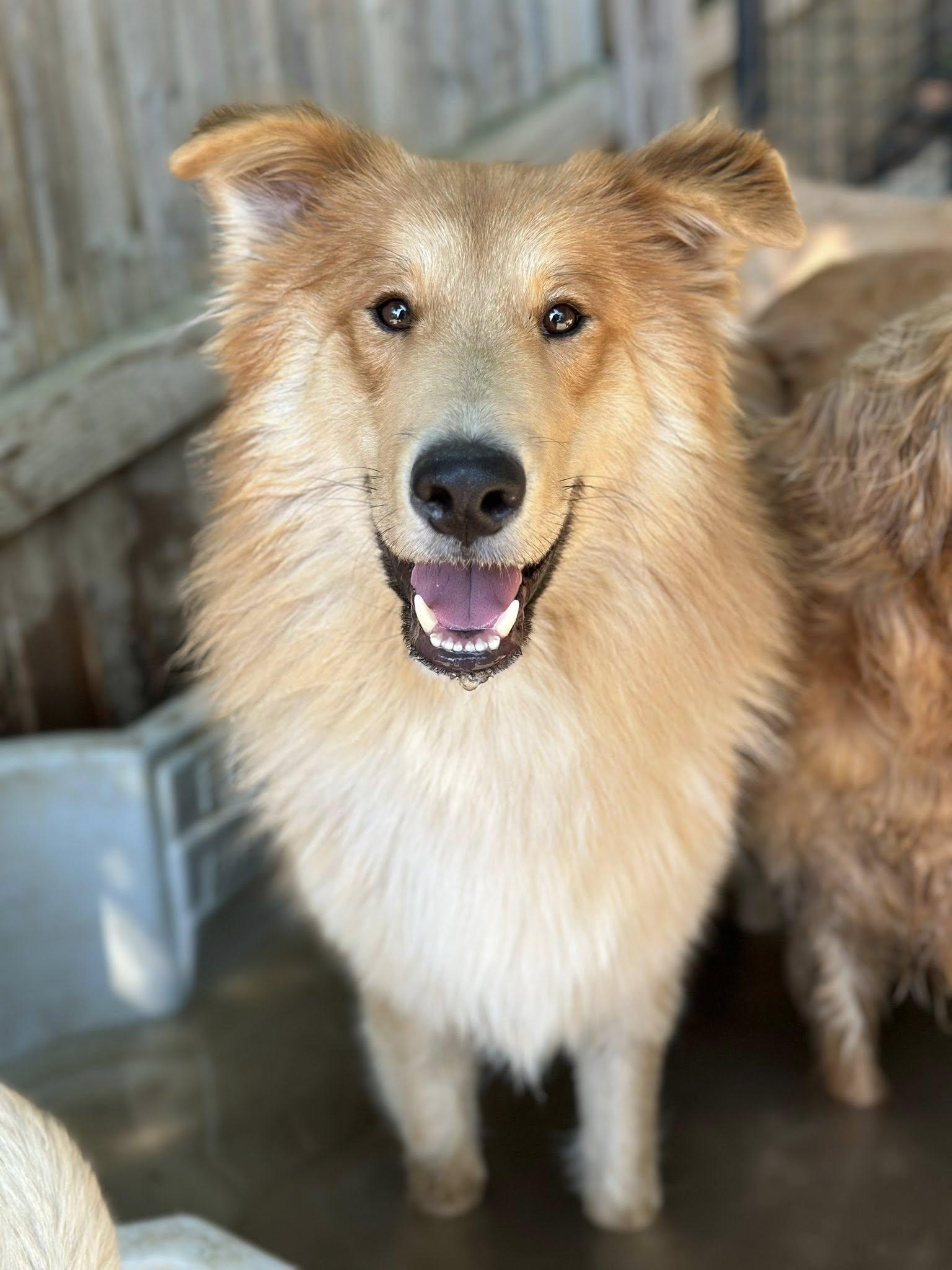 King Frederick, a Adoptable mixed breed in Torrington, CT image 1/6