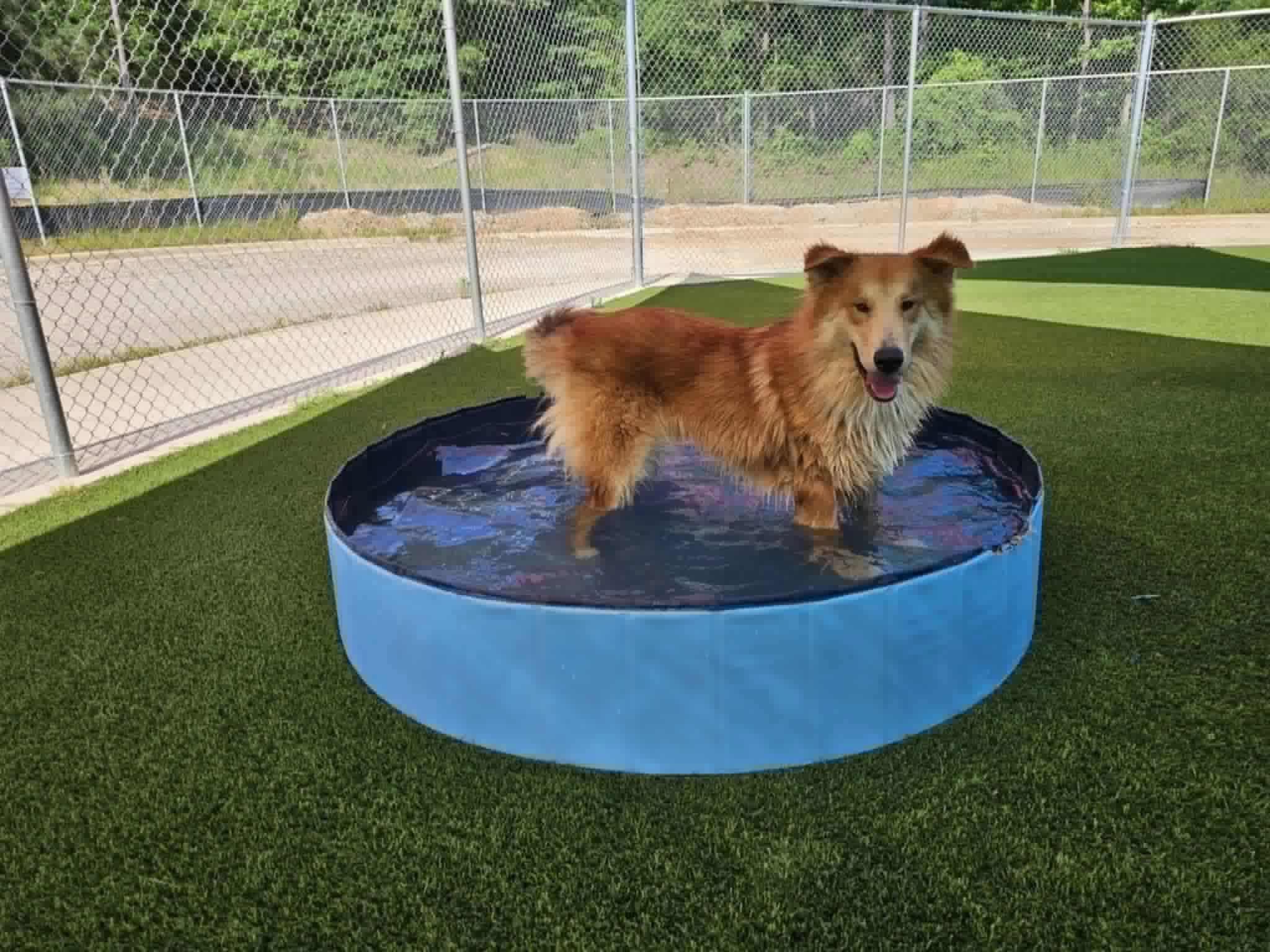 King Frederick, a Adoptable mixed breed in Torrington, CT image 2/6