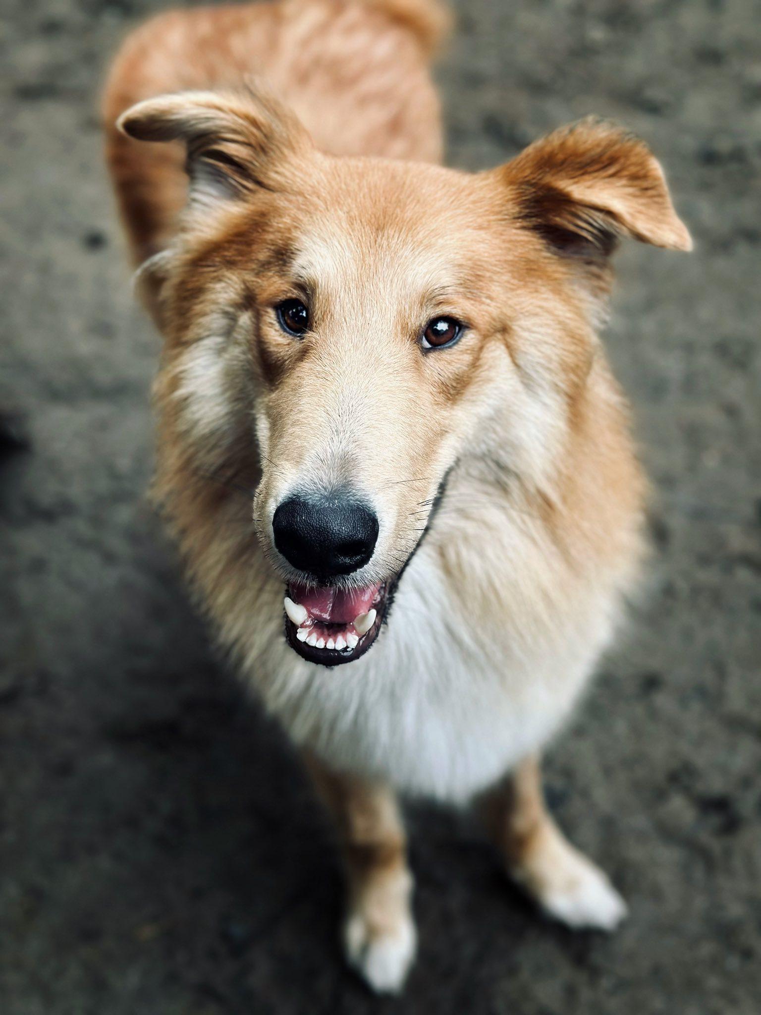 King Frederick, a Adoptable mixed breed in Torrington, CT image 3/6