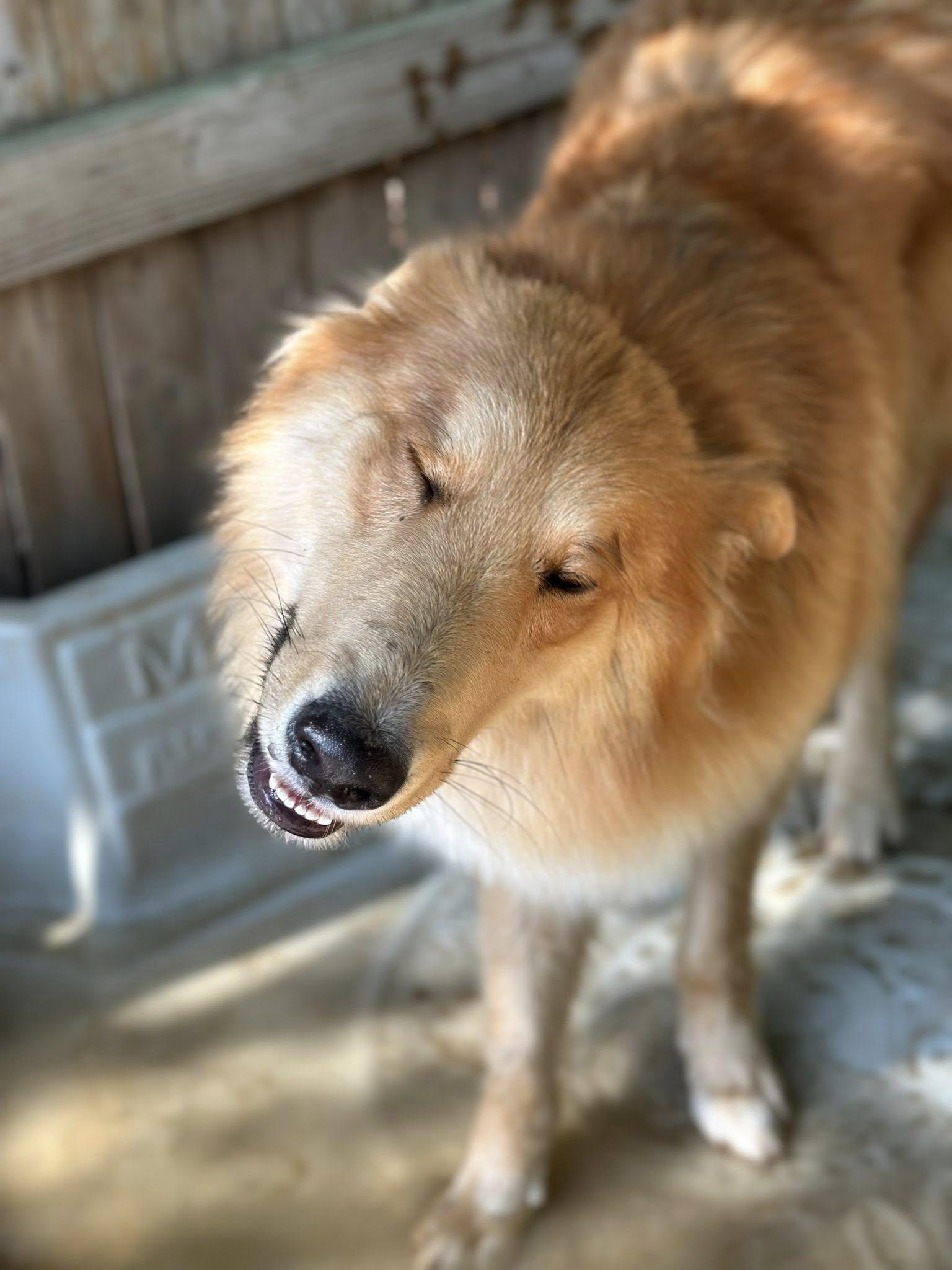 King Frederick, a Adoptable mixed breed in Torrington, CT image 4/6