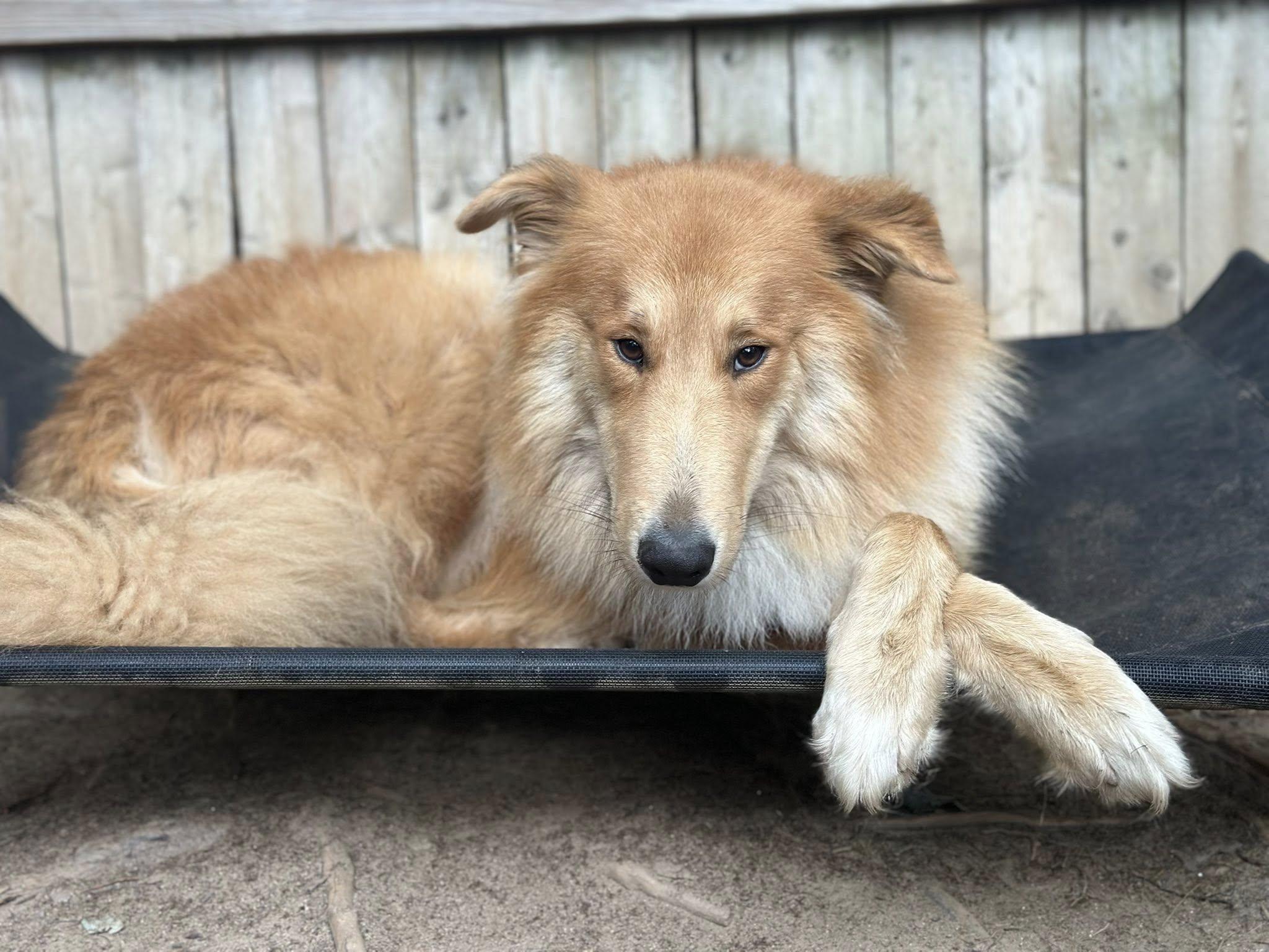 King Frederick, a Adoptable mixed breed in Torrington, CT image 5/6