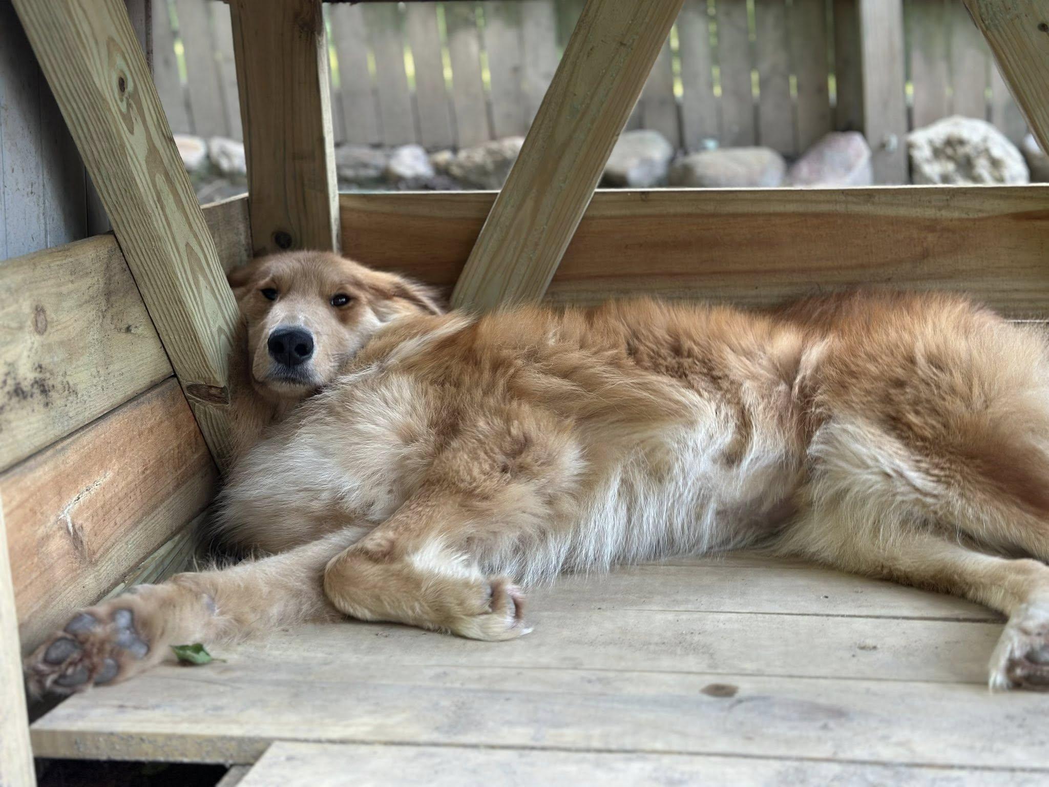 King Frederick, a Adoptable mixed breed in Torrington, CT image 6/6