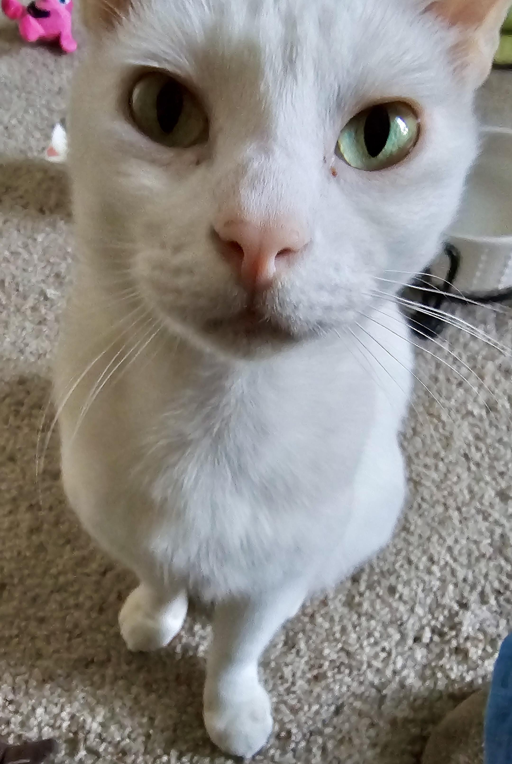 Alaska, a ADOPTABLE Domestic Short Hair in Fayetteville, NC image 5/6