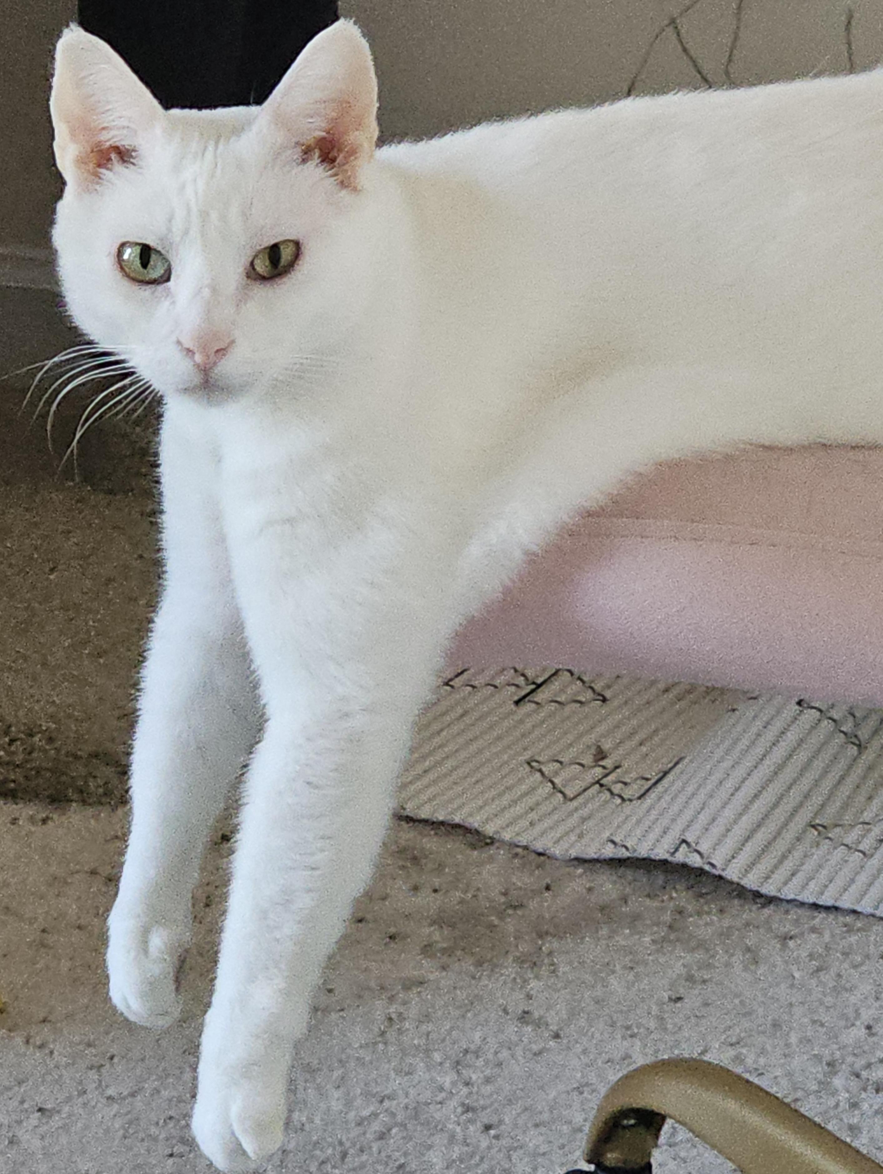 Alaska, a ADOPTABLE Domestic Short Hair in Fayetteville, NC image 1/6