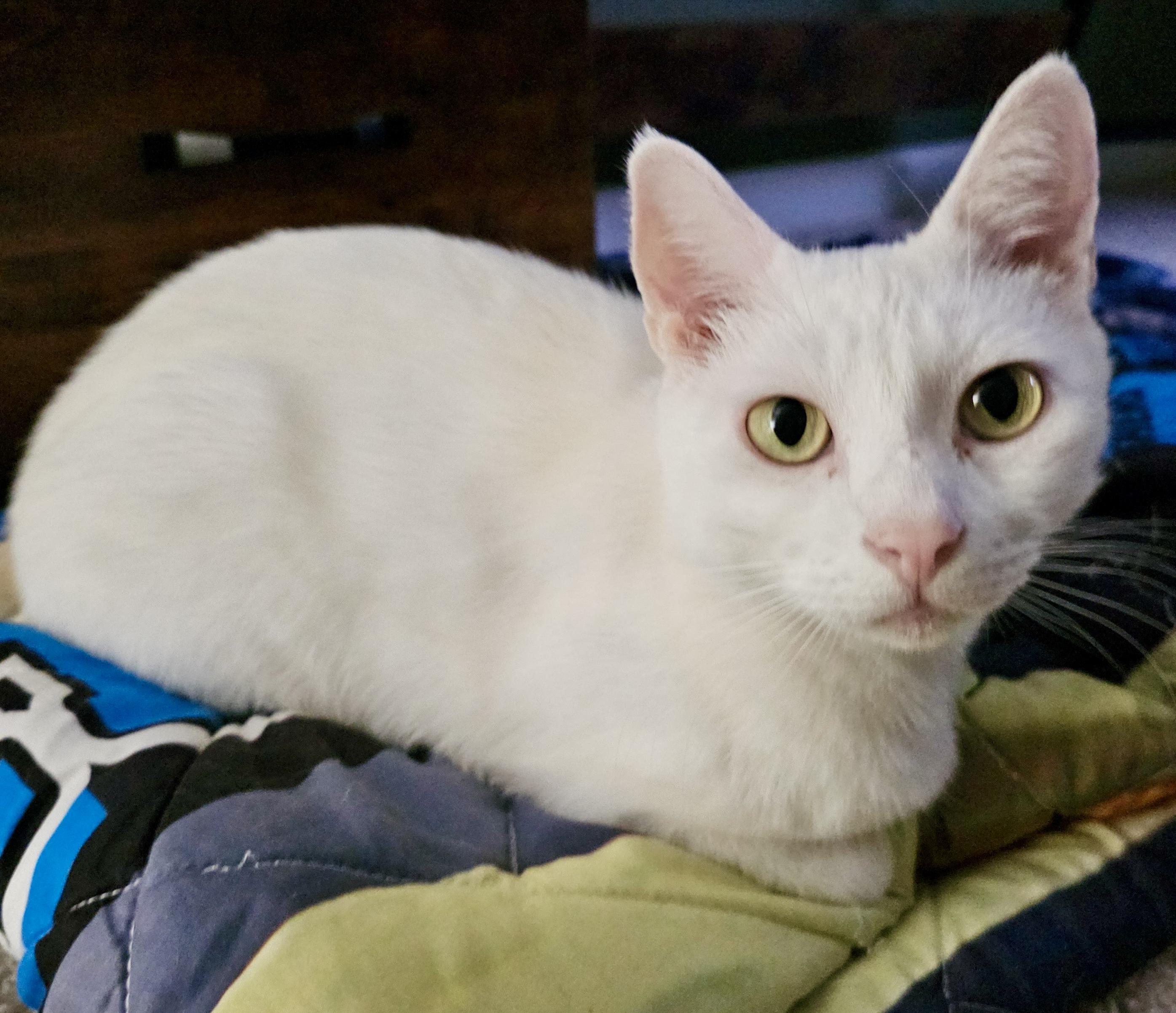 Alaska, a ADOPTABLE Domestic Short Hair in Fayetteville, NC image 2/6