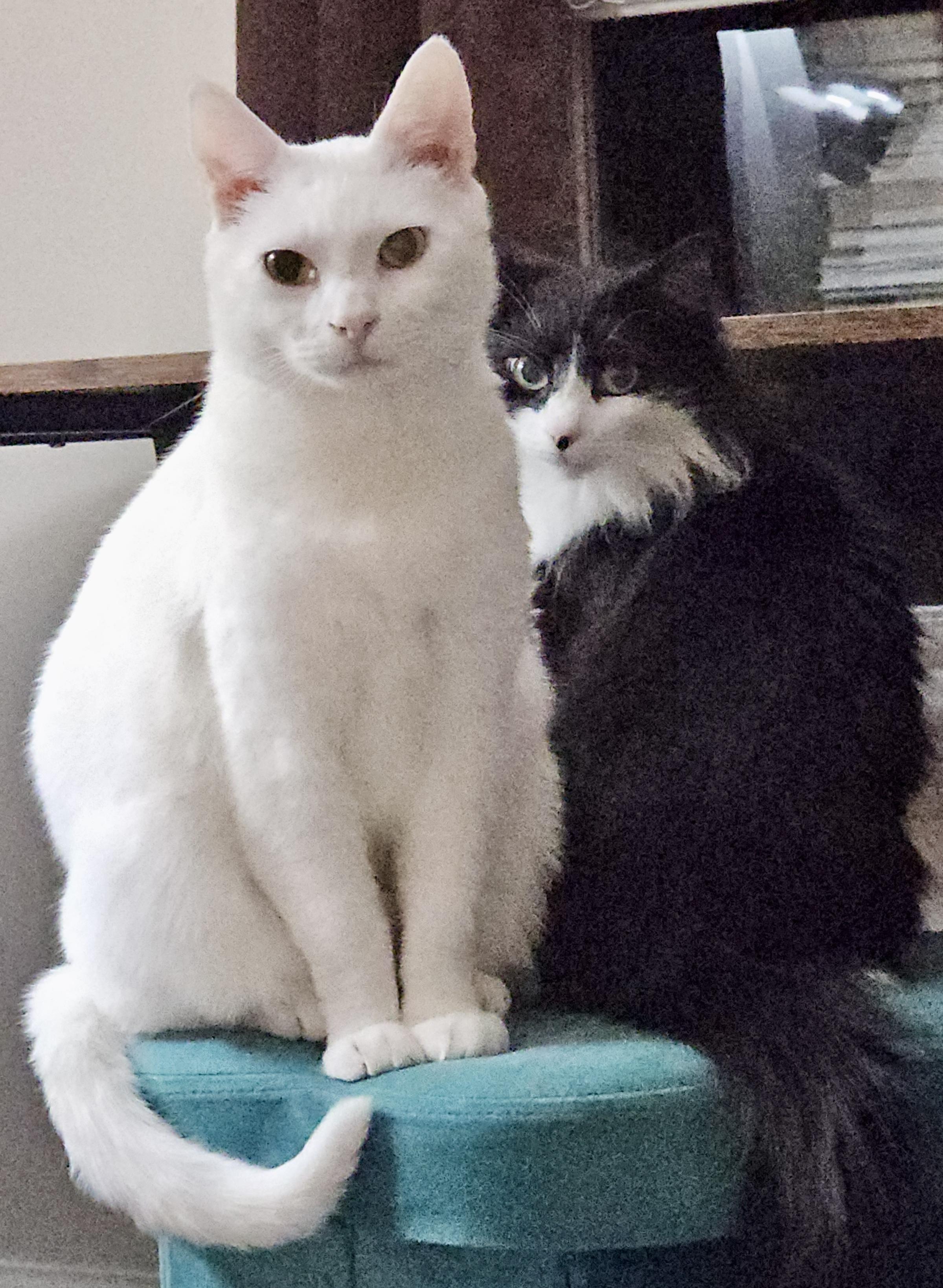 Alaska, a ADOPTABLE Domestic Short Hair in Fayetteville, NC image 6/6