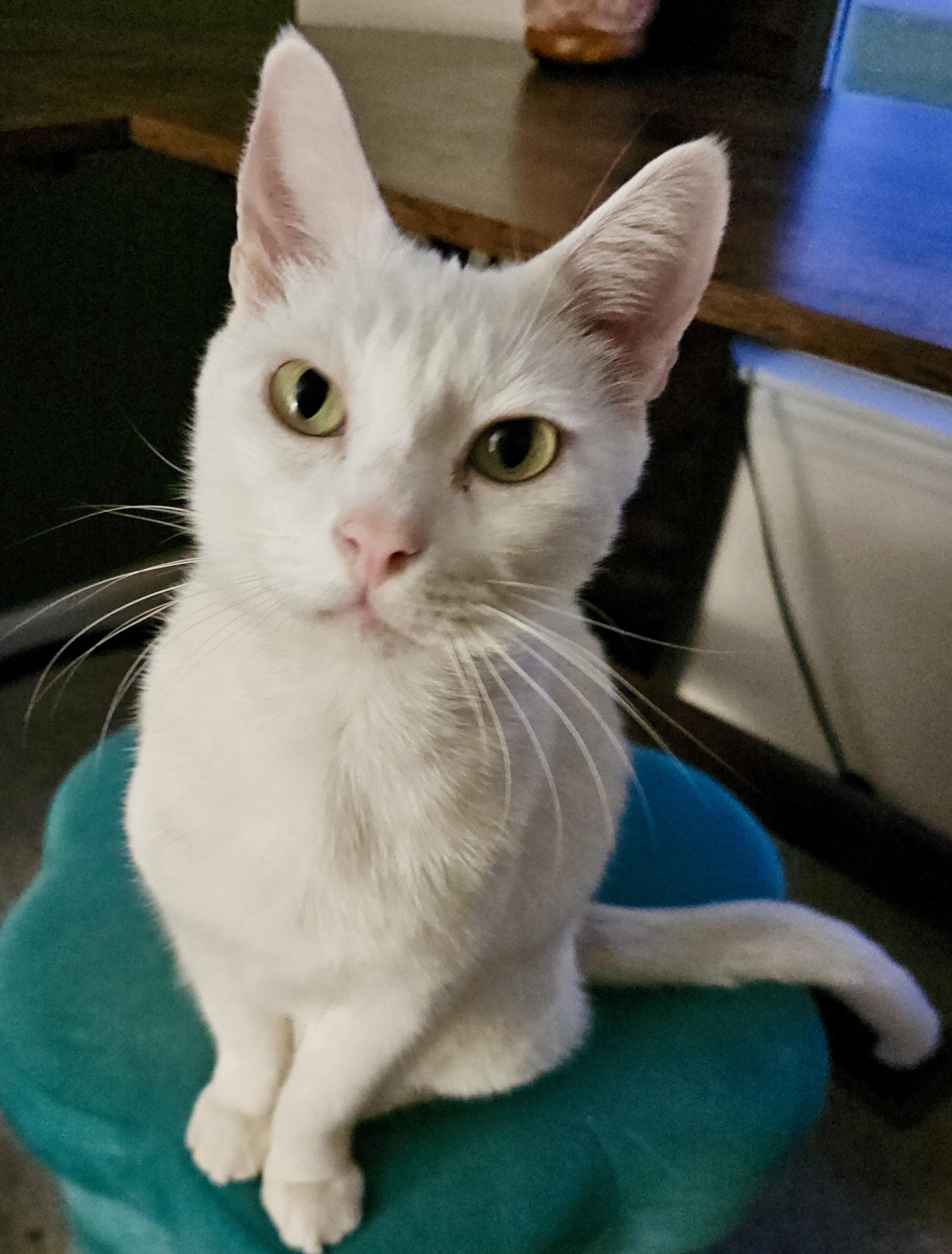 Alaska, a ADOPTABLE Domestic Short Hair in Fayetteville, NC image 3/6