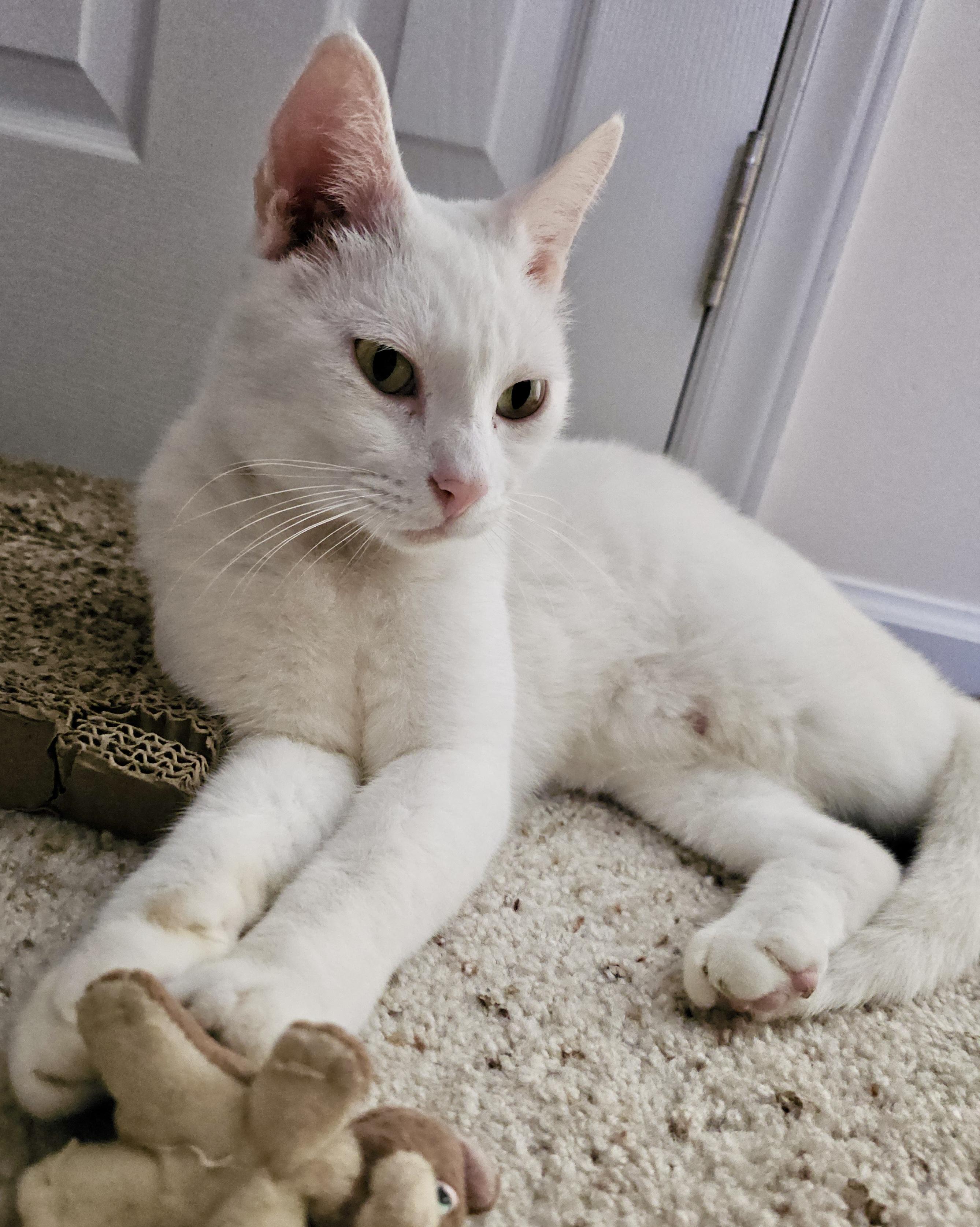 Alaska, a ADOPTABLE Domestic Short Hair in Fayetteville, NC image 4/6