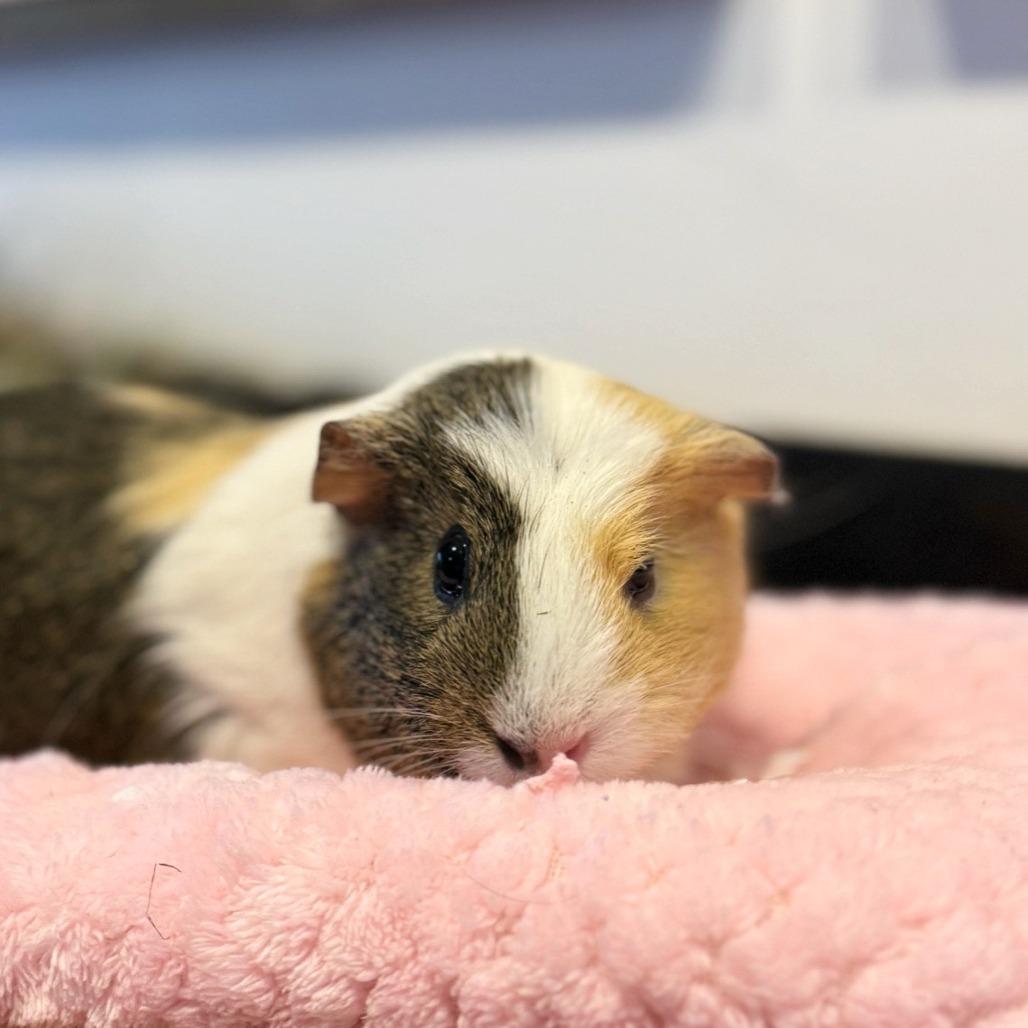 Briar, Adoptable, Young Female Guinea Pig.
