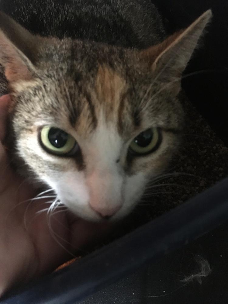 Skittles, Adoptable, Young Female Domestic Short Hair.