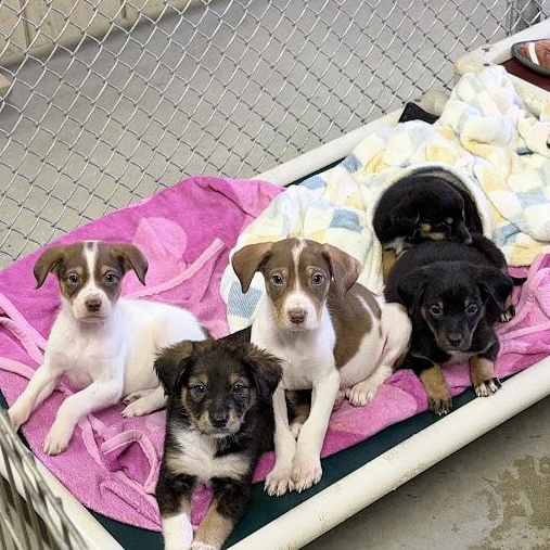 Fiji, an adopted mixed breed in Lake Odessa, MI image 3/6