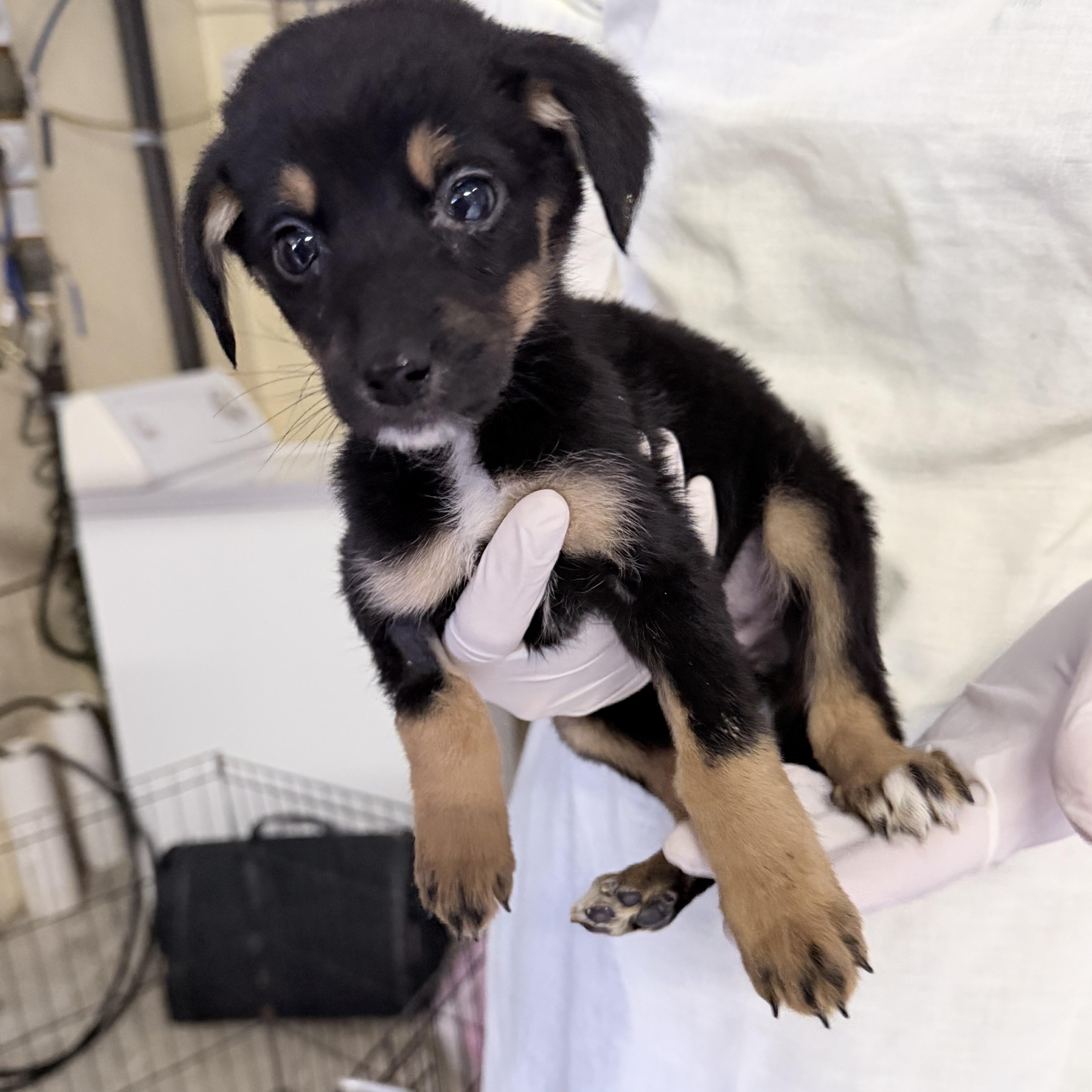 Fiji, an adopted mixed breed in Lake Odessa, MI image 5/6